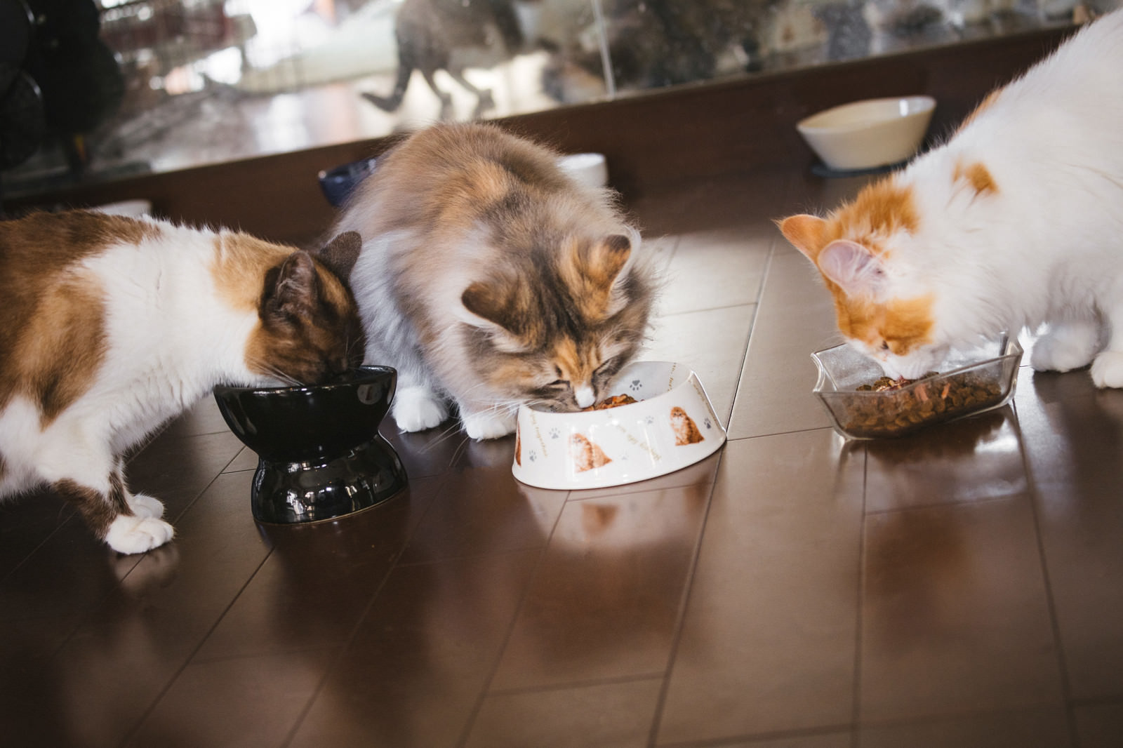「猫たちのご飯タイム」