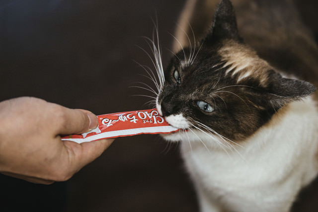 「猫まっしぐら！　狂った用にチュールを食べる猫」のフリー写真素材