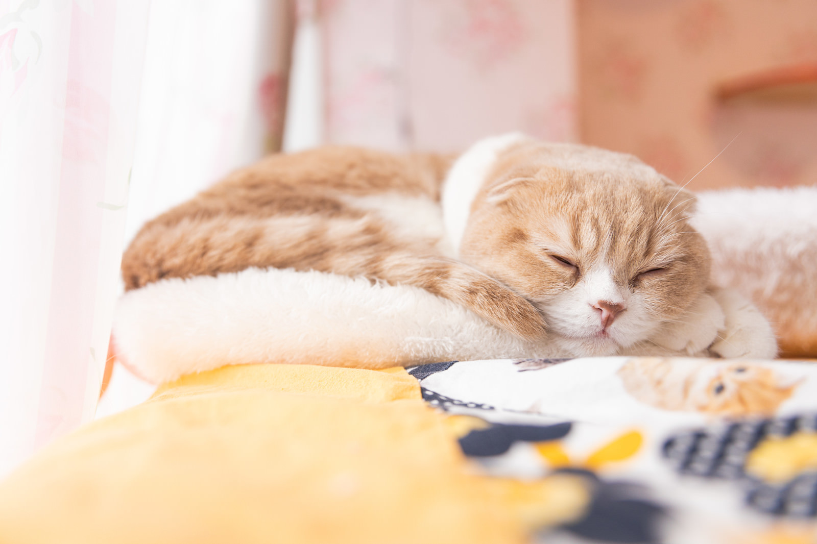 「ぽかぽかで気持ちいにゃんこ」の写真