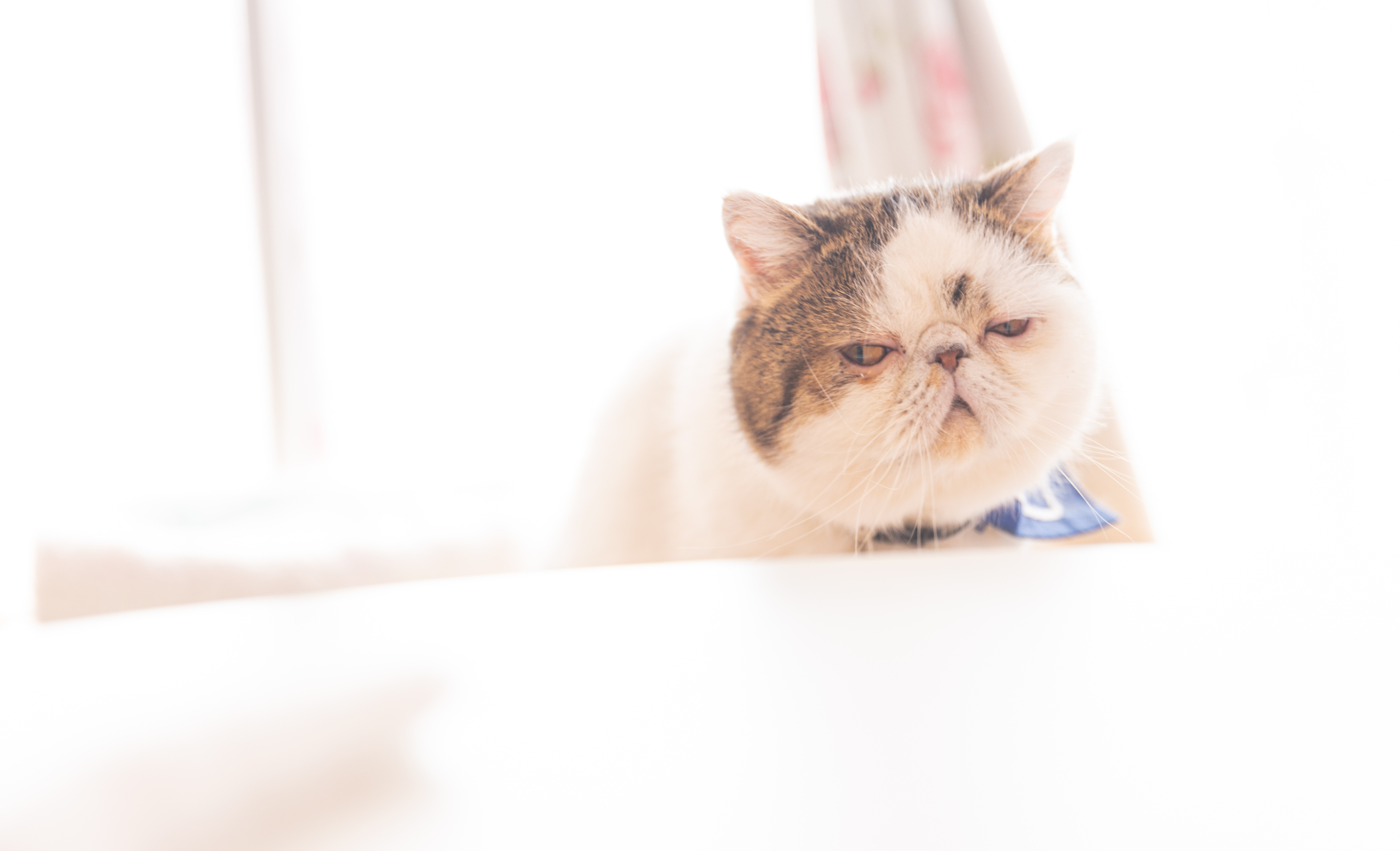 チェックに余念がない猫の写真素材 ぱくたそ