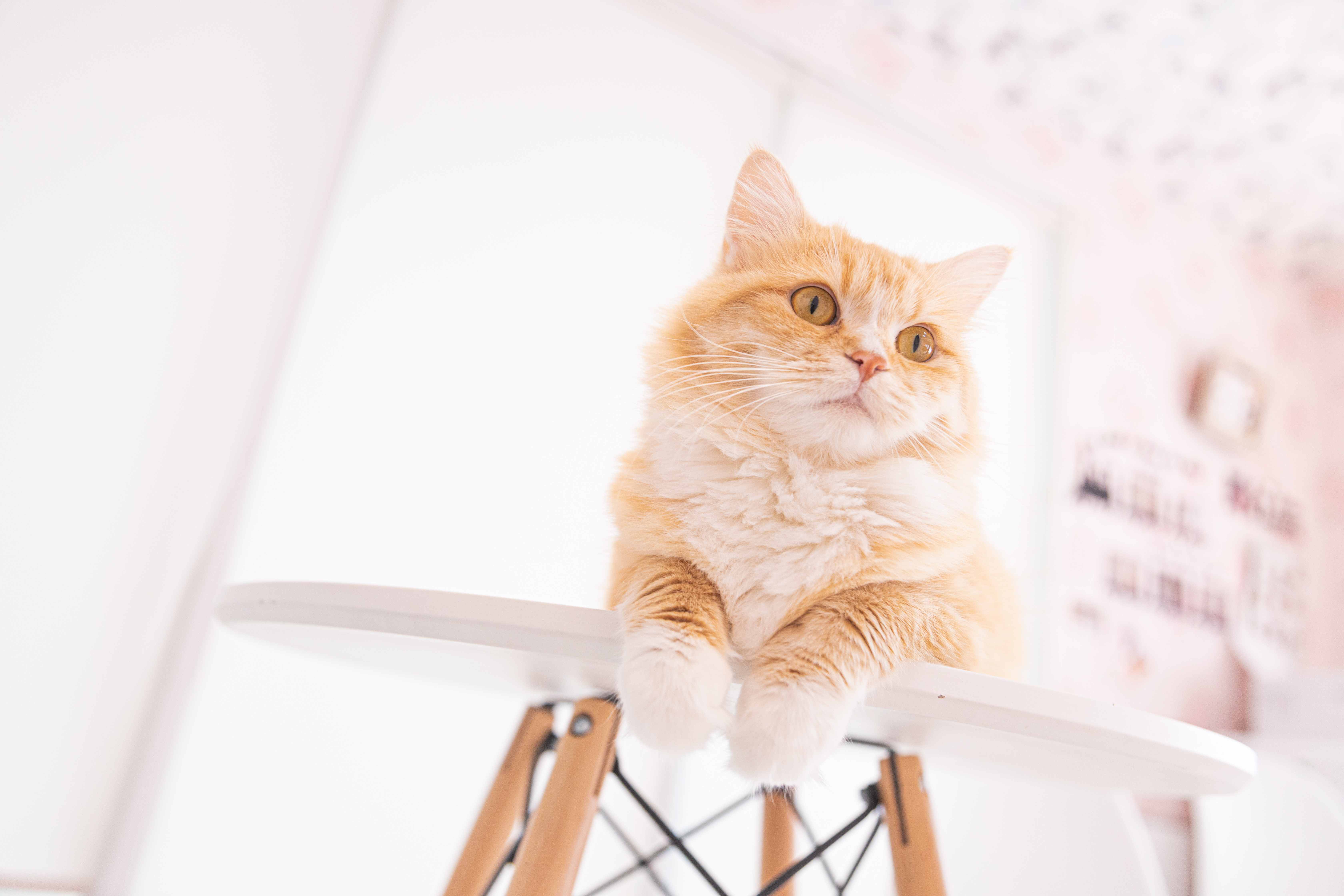 キョトンと辺りを見回す猫の写真素材 ぱくたそ