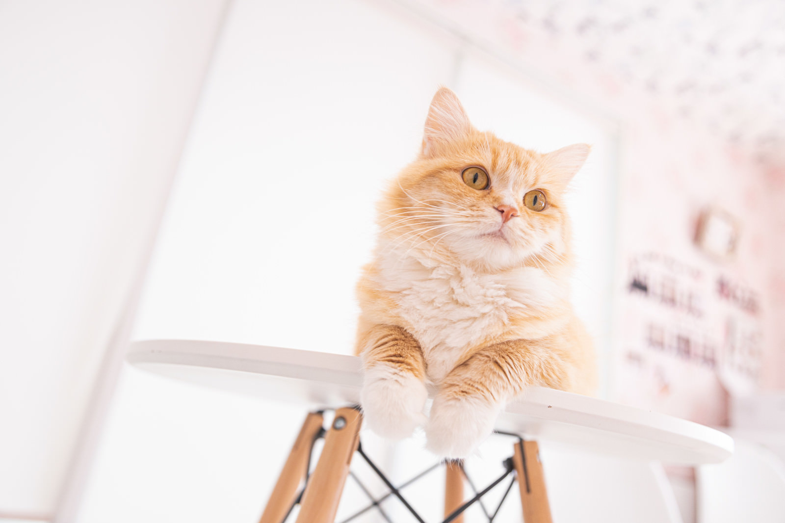 「キョトンと辺りを見回す猫」の写真