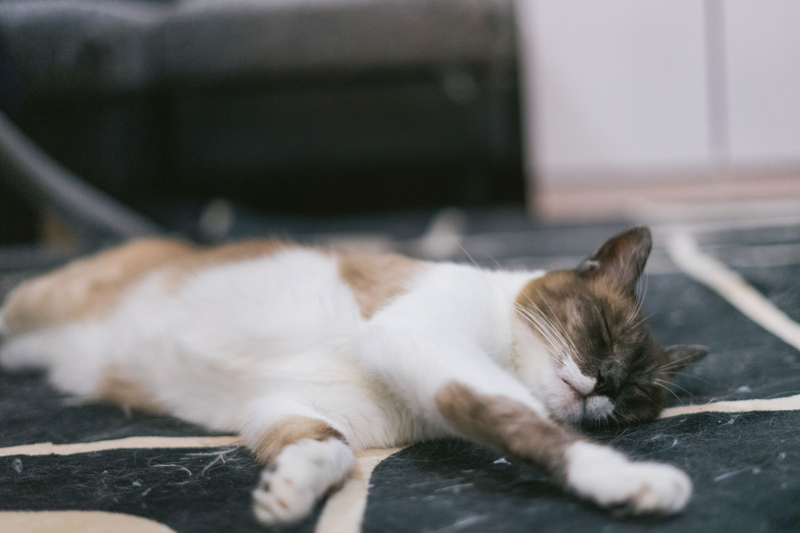 「突然の寝落ち猫 | フリー素材のぱくたそ」の写真［モデル：プー］
