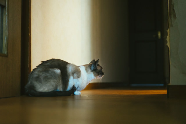 出待ち猫の写真