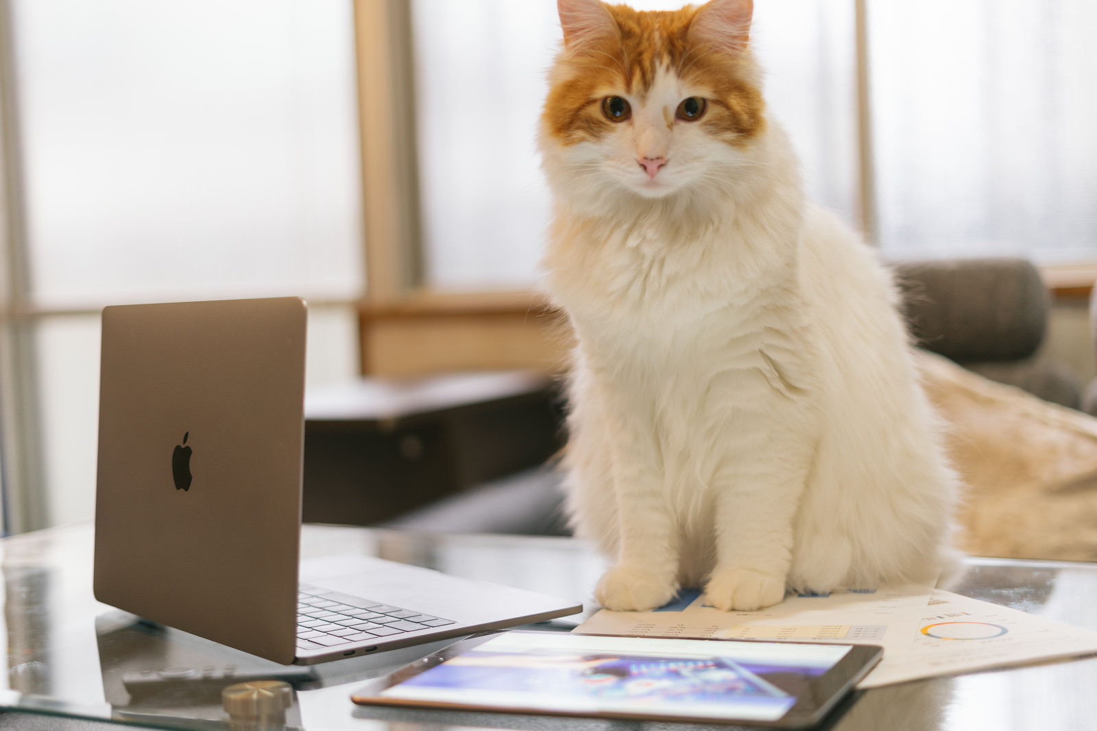 「MacBookとiPadを駆使する猫エンジニア」の写真