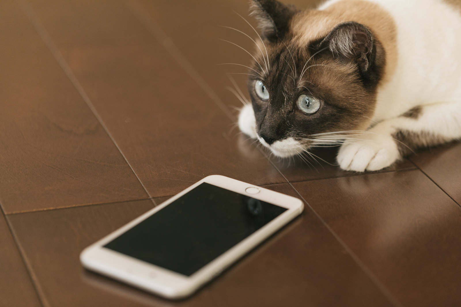 「スマホの指紋認証に失敗する猫 | フリー素材のぱくたそ」の写真［モデル：プー］