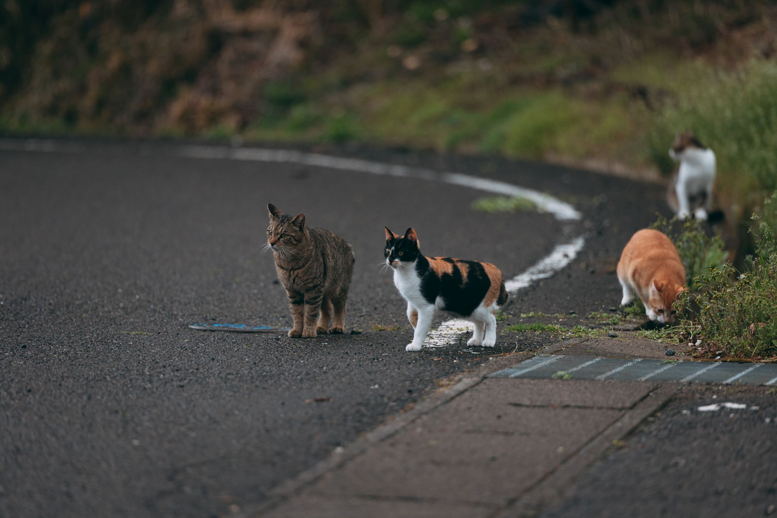 「車道の野良猫 | フリー素材のぱくたそ」の写真