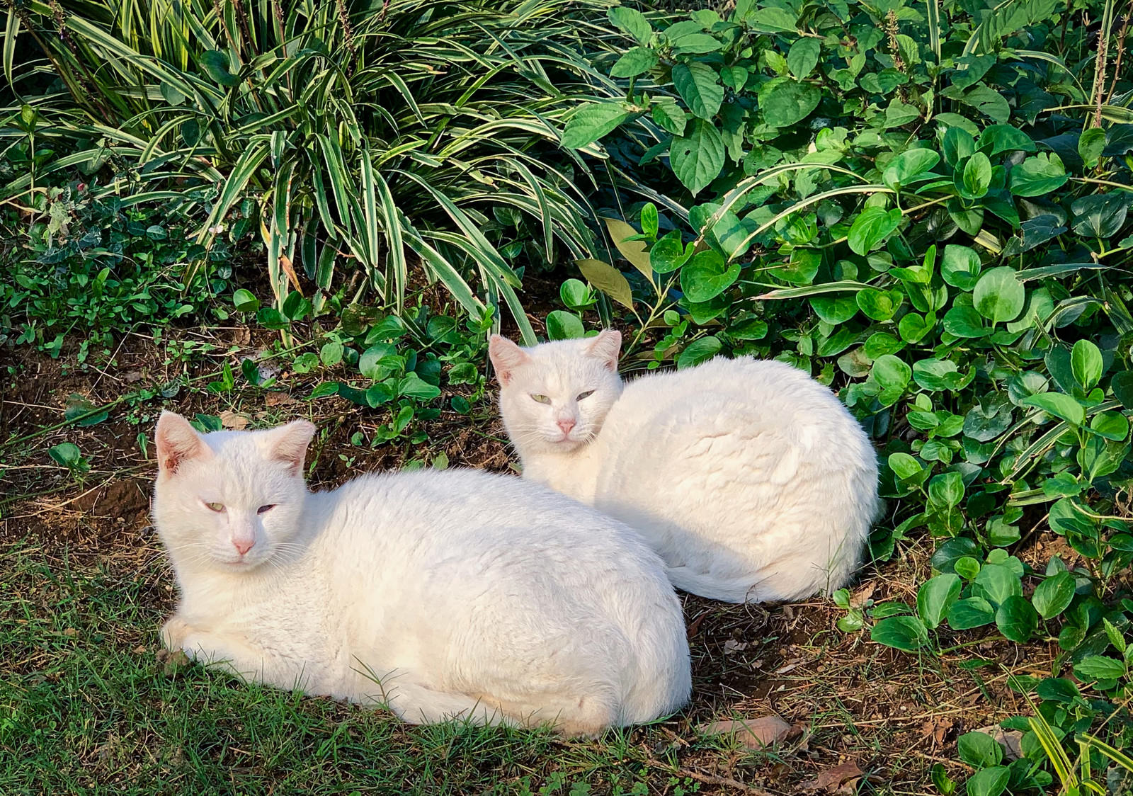 兄者と弟者 猫 の写真素材 ぱくたそ
