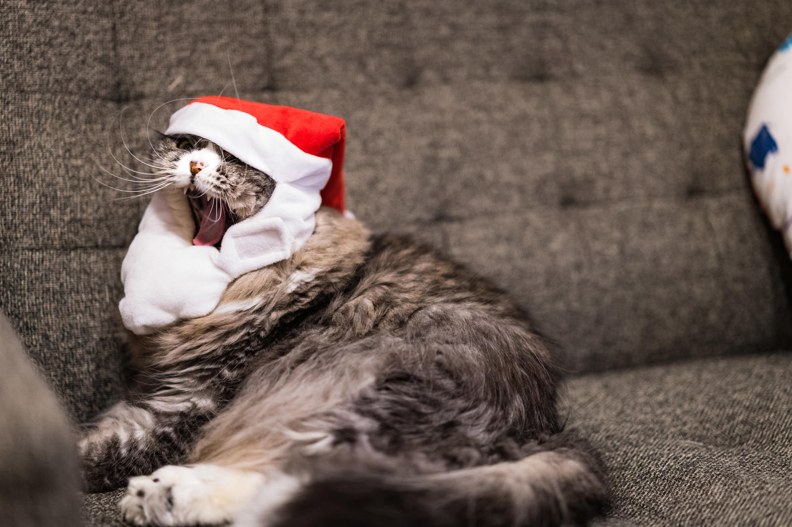 クリスマスモードに飽きた猫の写真 画像 フリー素材 ぱくたそ