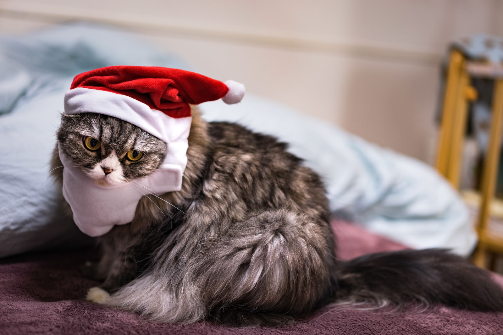 クリスマス寝過ごした猫のフリー素材 ぱくたそ