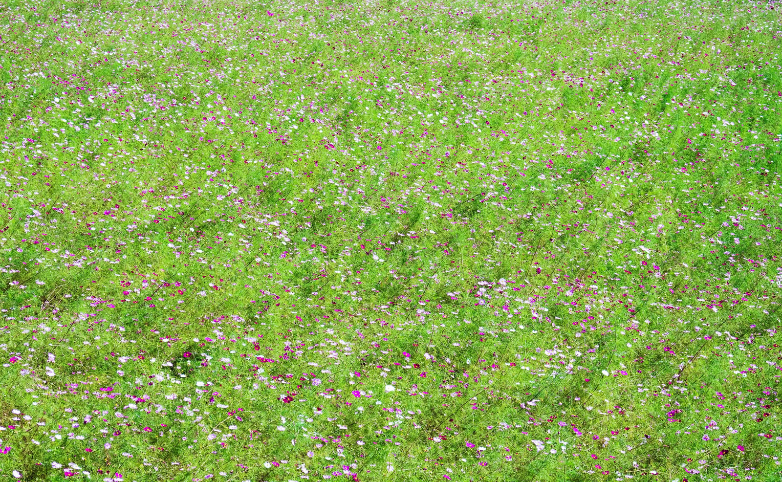 ãä¸é¢ã®ã³ã¹ã¢ã¹ã®è±ãä¸ããä¸é¢ã®ã³ã¹ã¢ã¹ã®è±ãä¸ãããã®ããªã¼åçç´ æãæ¡å¤§