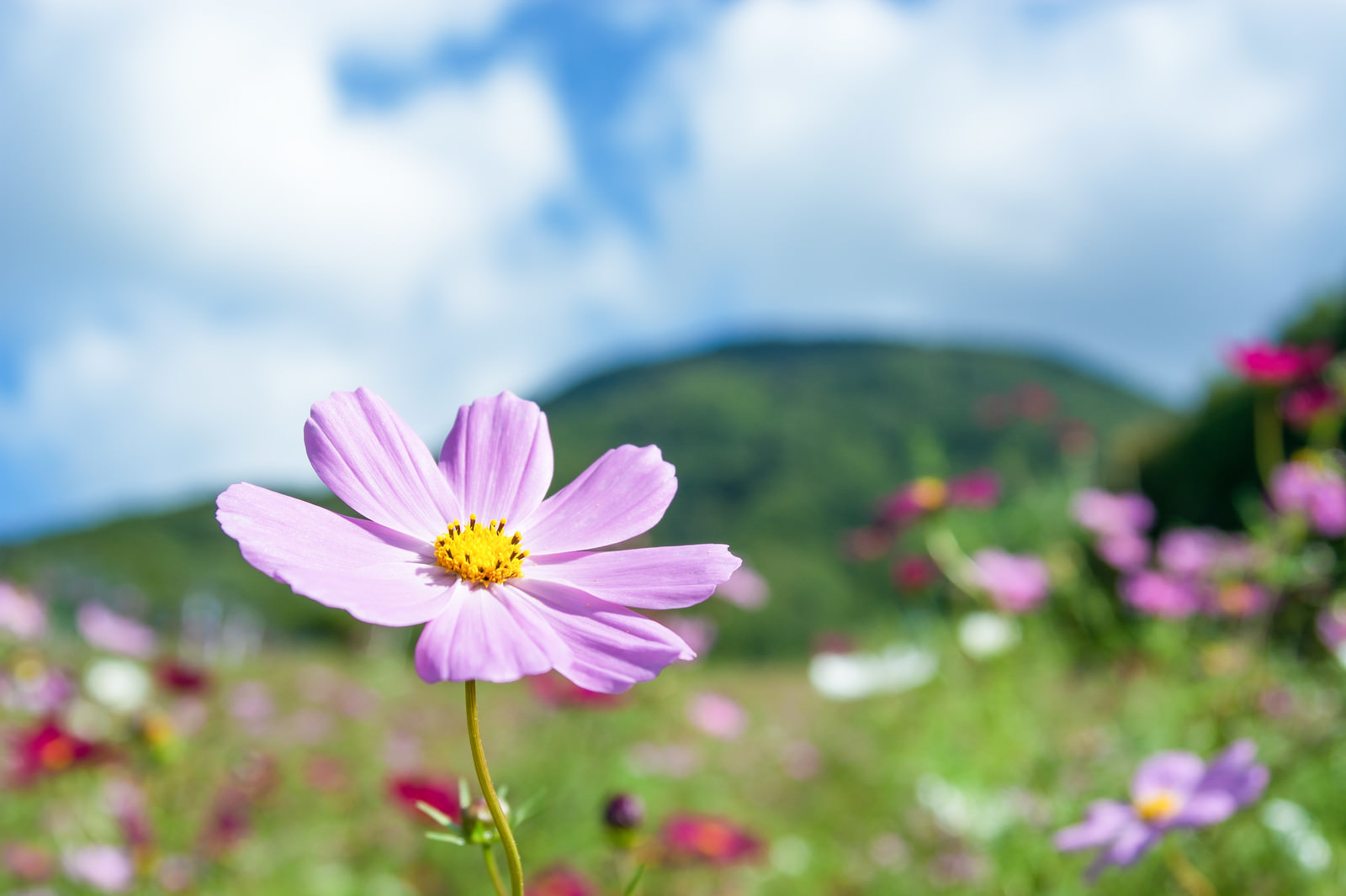 山間のコスモスの写真素材 ぱくたそ