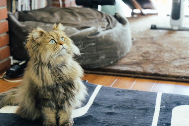 天井が気になる猫の写真