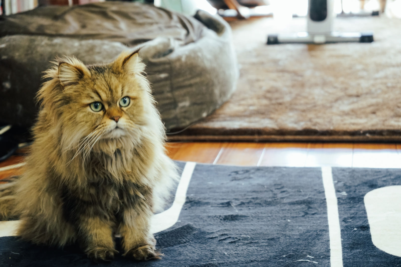 「お座りにゃんこ」の写真