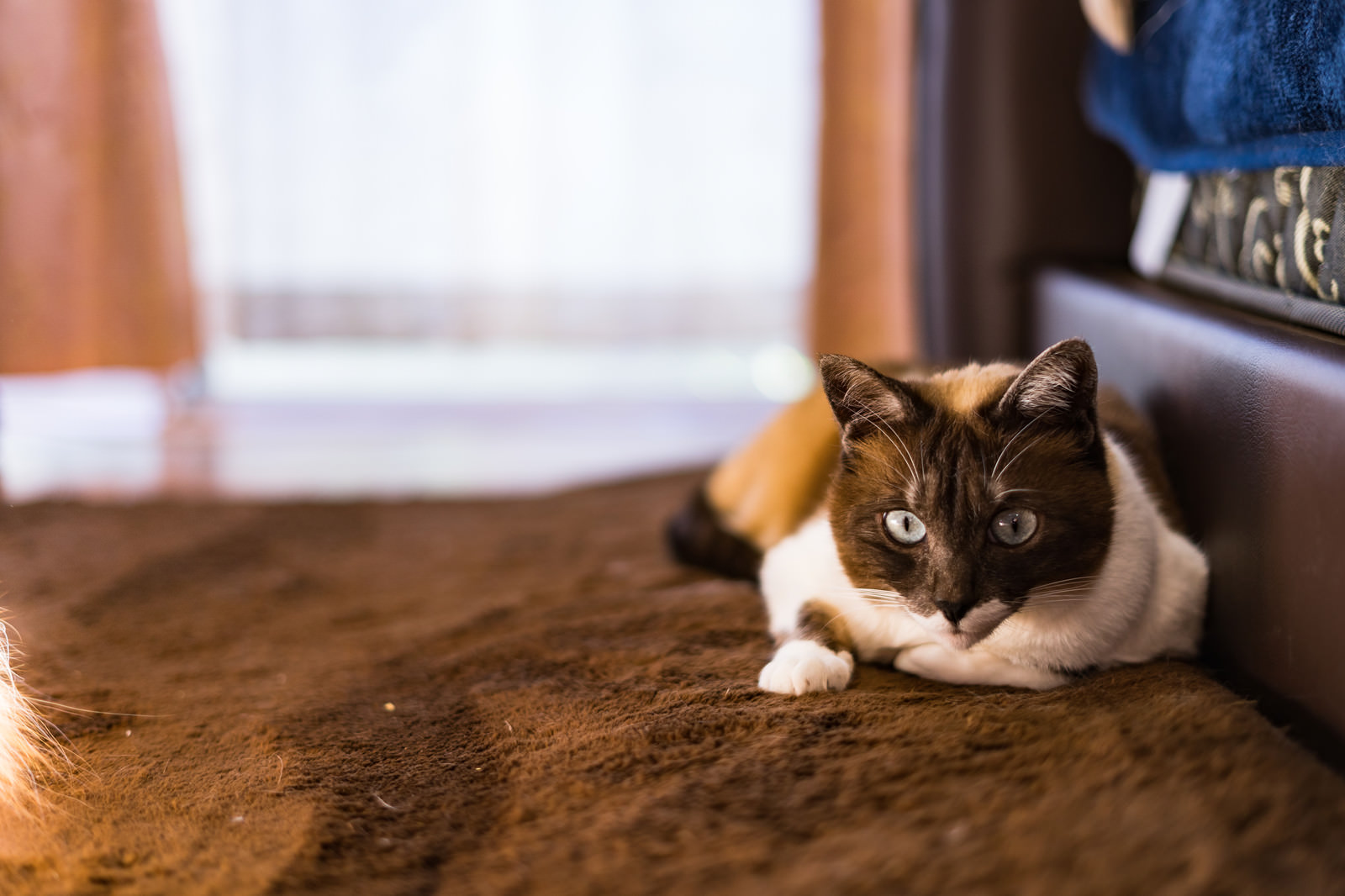 「フリーズする猫」の写真
