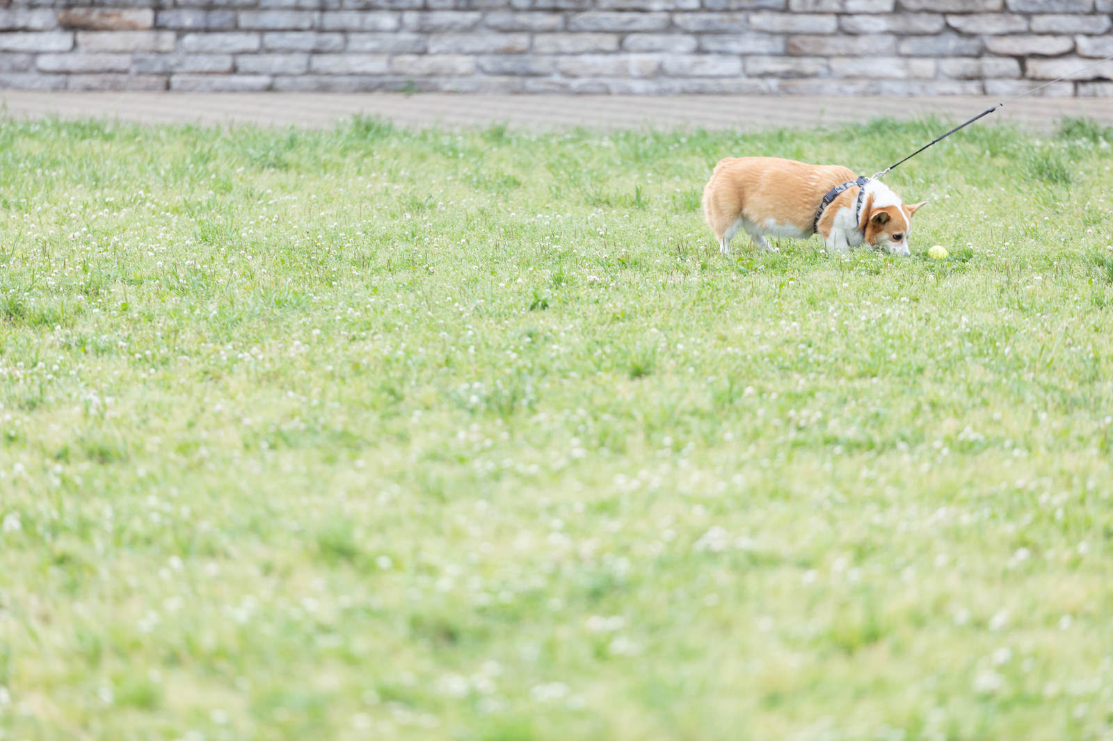 公園でボール遊びするわんちゃその写真 画像 を無料ダウンロード フリー素材のぱくたそ 公園でボール遊びするわんちゃその写真 画像 を無料ダウンロード フリー素材のぱくたそ