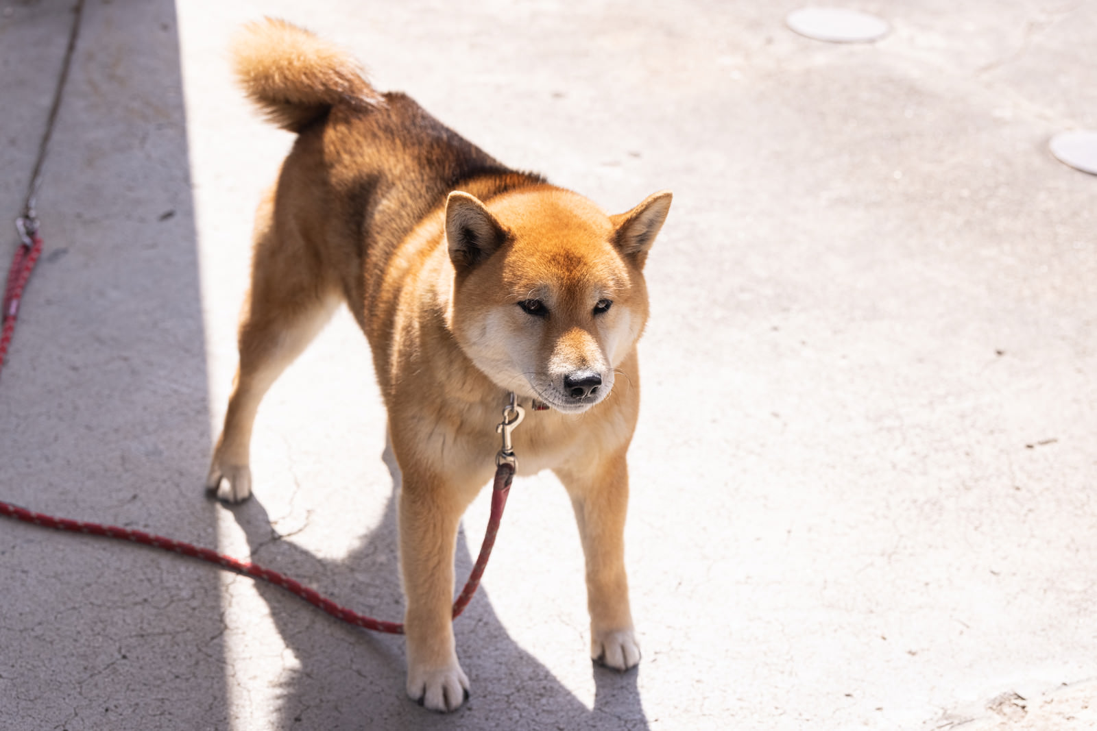 犬のカテゴリに関連する写真素材 フリー素材 112枚 ぱくたそ 犬のカテゴリに関連する写真素材 フリー素材 112枚 ぱくたそ