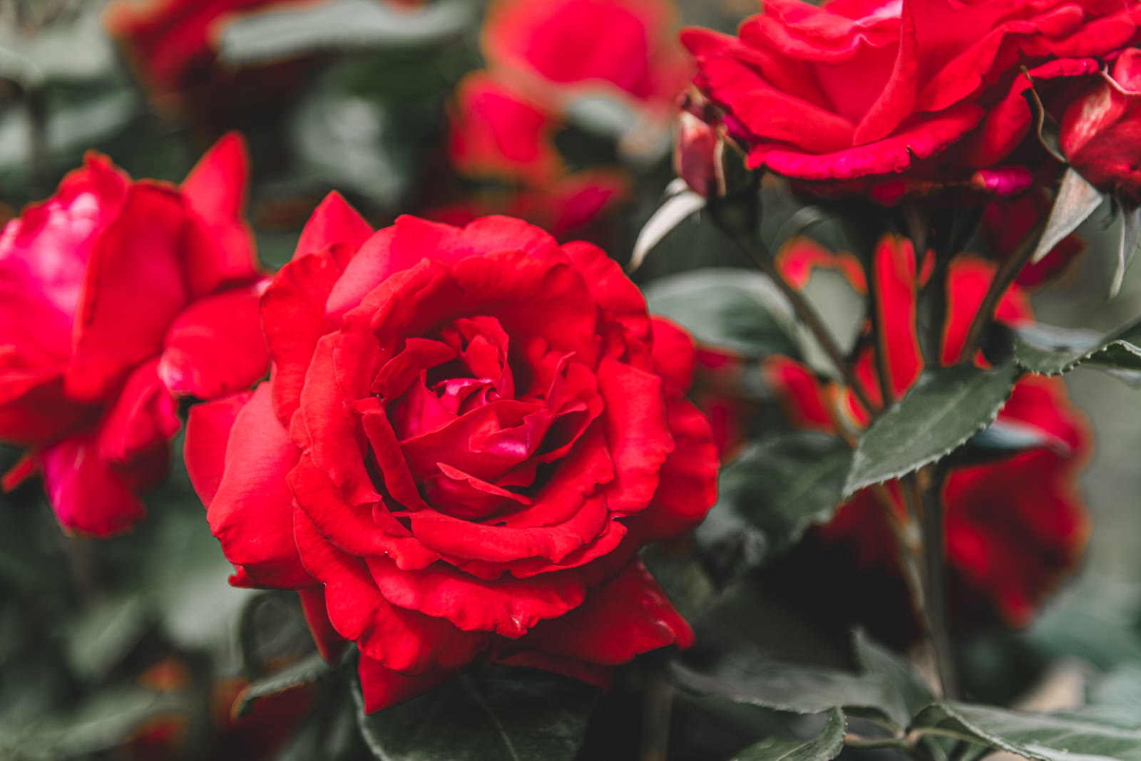 真紅の薔薇の写真素材 ぱくたそ