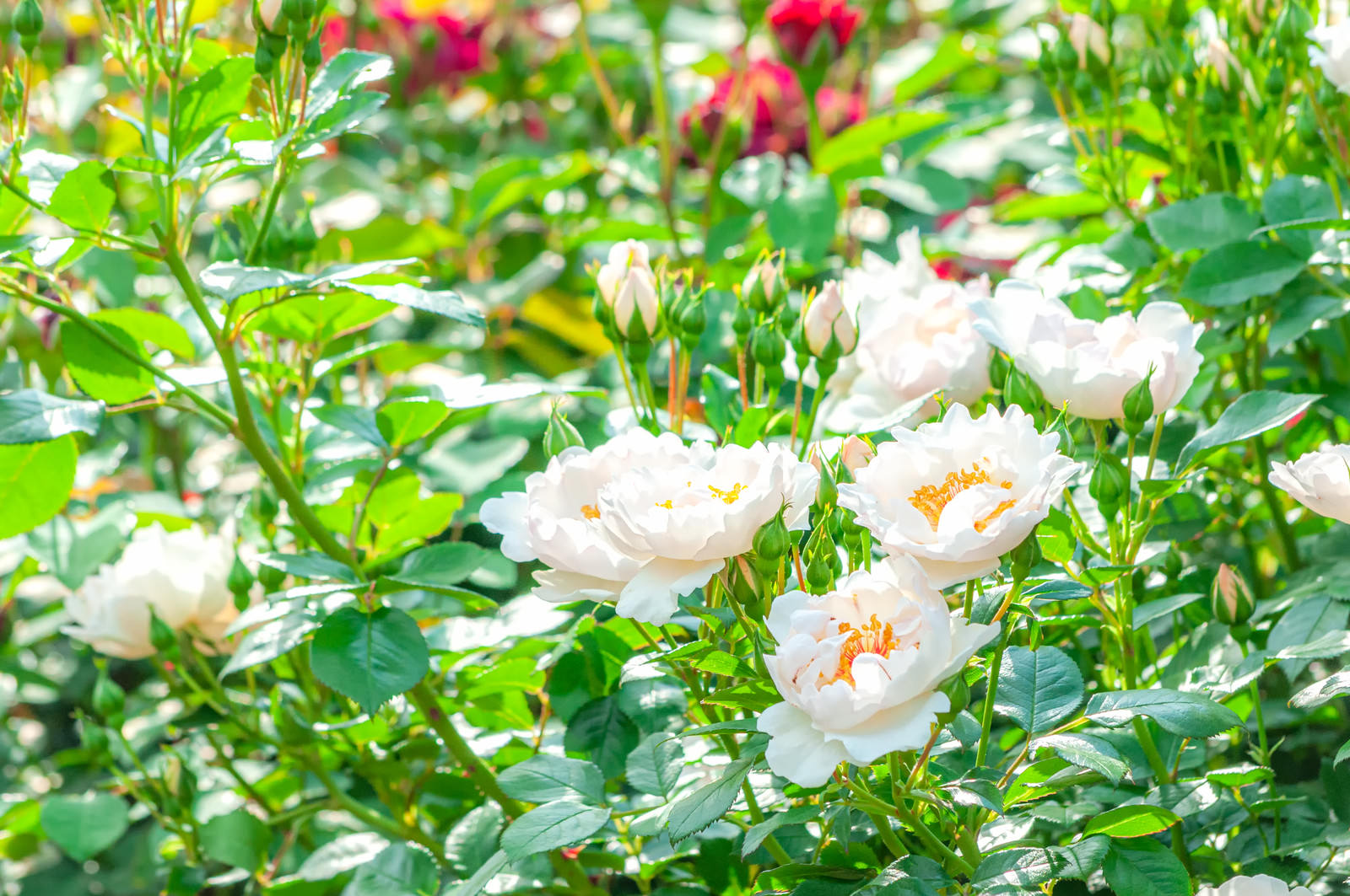 「光かがやく花弁」の写真