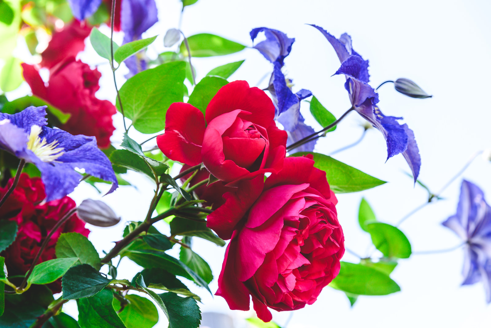 「薔薇とクレマチス | フリー素材のぱくたそ」の写真