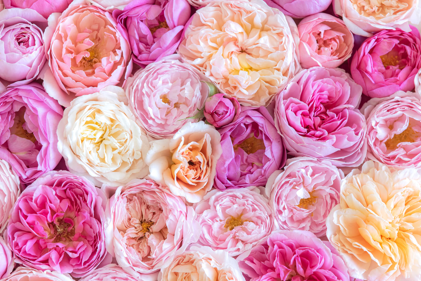 敷き詰める薔薇のテクスチャーの写真素材 ぱくたそ