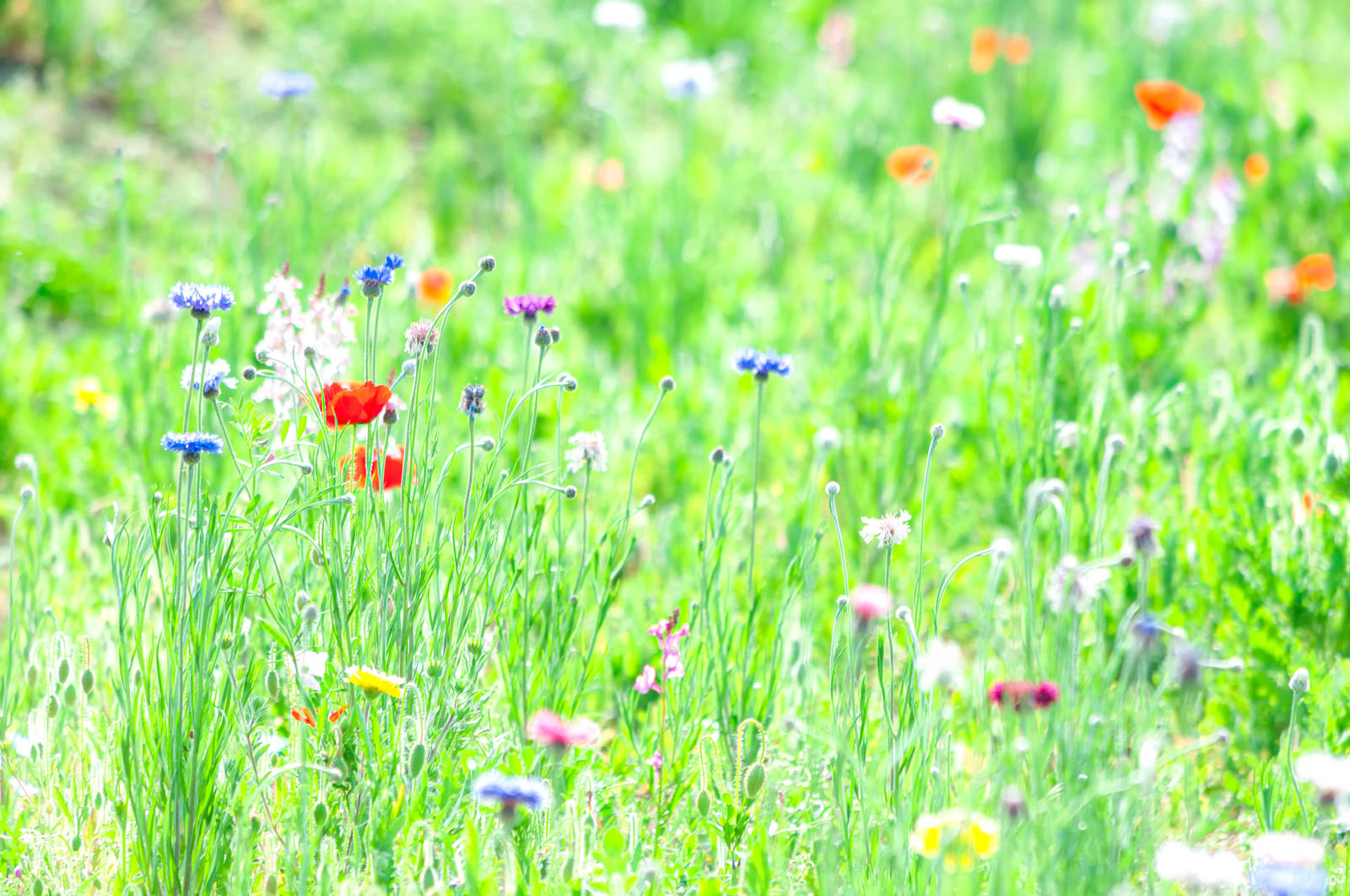 春の草花の写真素材 ぱくたそ