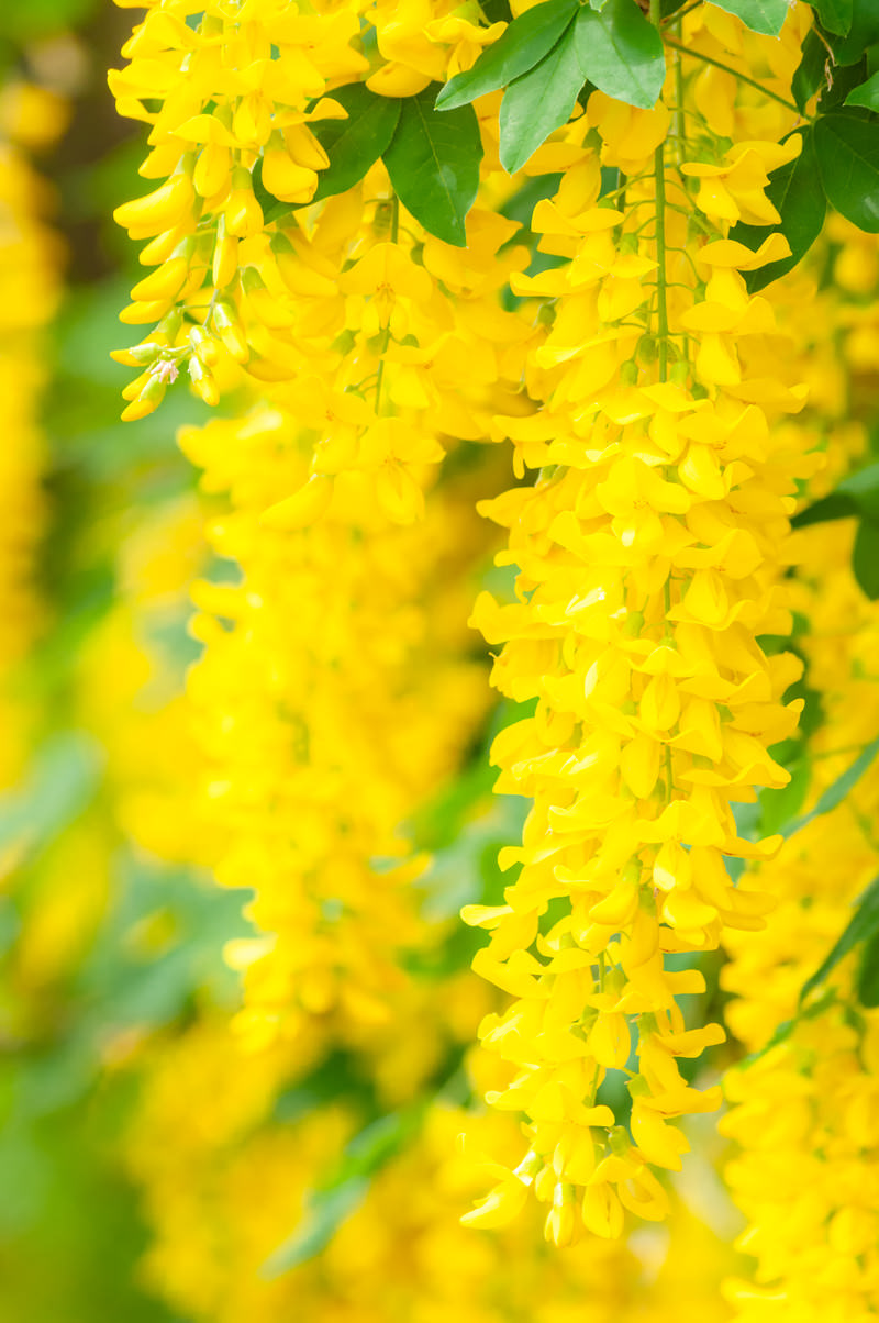 キングサリ キバナフジ の花の写真 画像 フリー素材 ぱくたそ