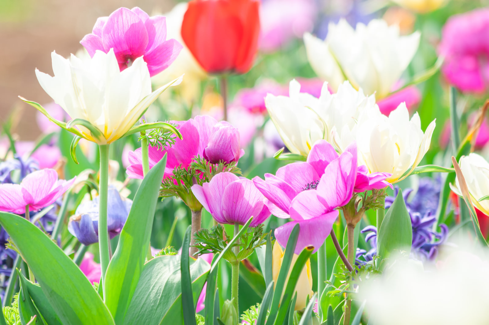 「春の花（チューリップ）」の写真