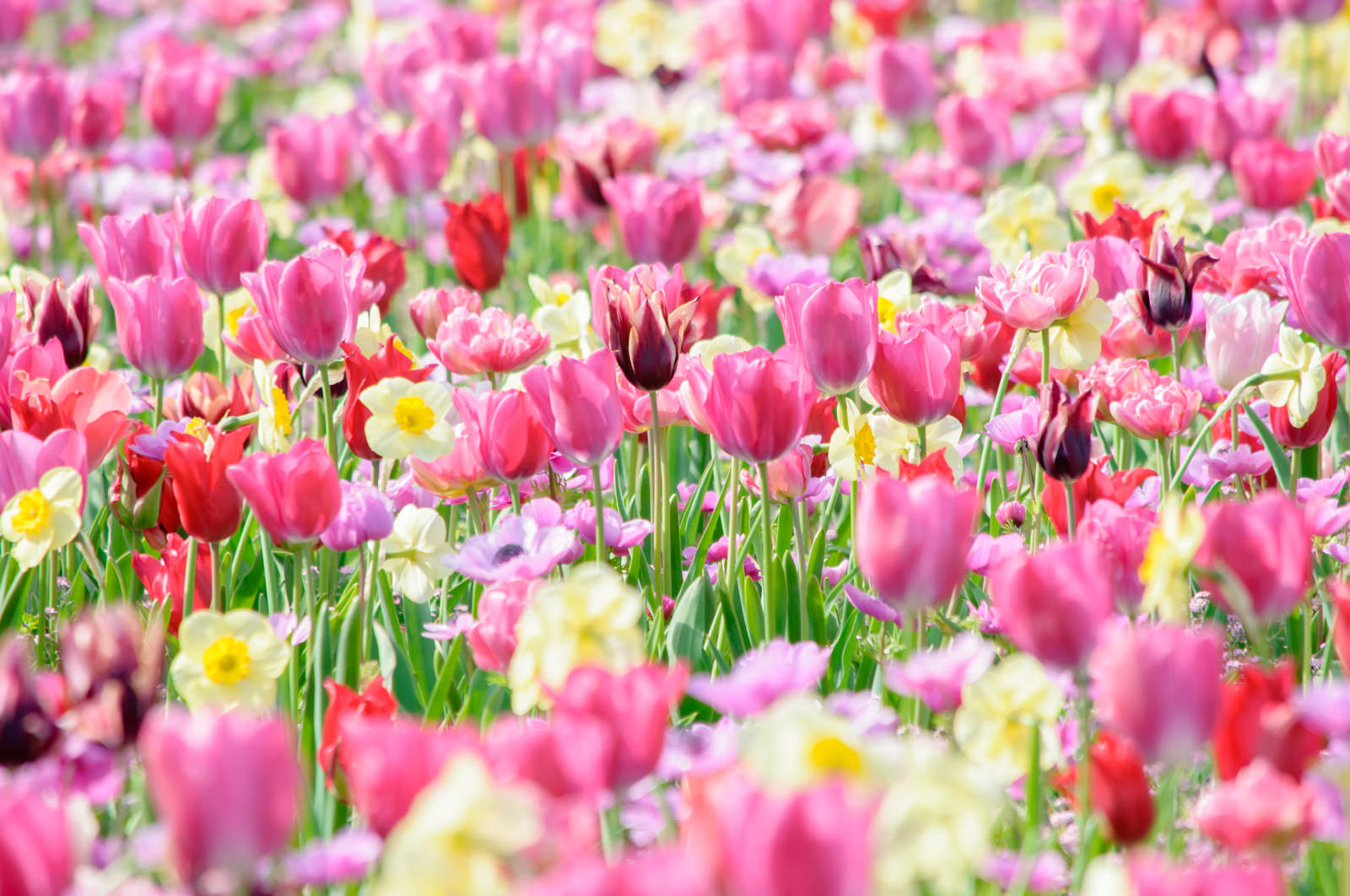 「満開の春の花ばたけ | フリー素材のぱくたそ」の写真