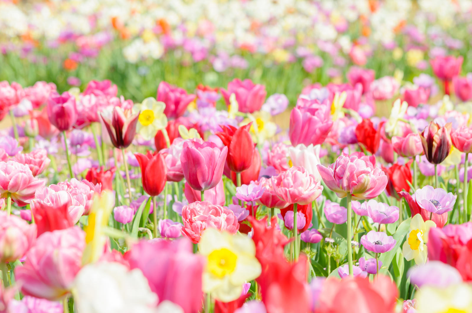 「春の花ばたけ（チューリップ） | フリー素材のぱくたそ」の写真