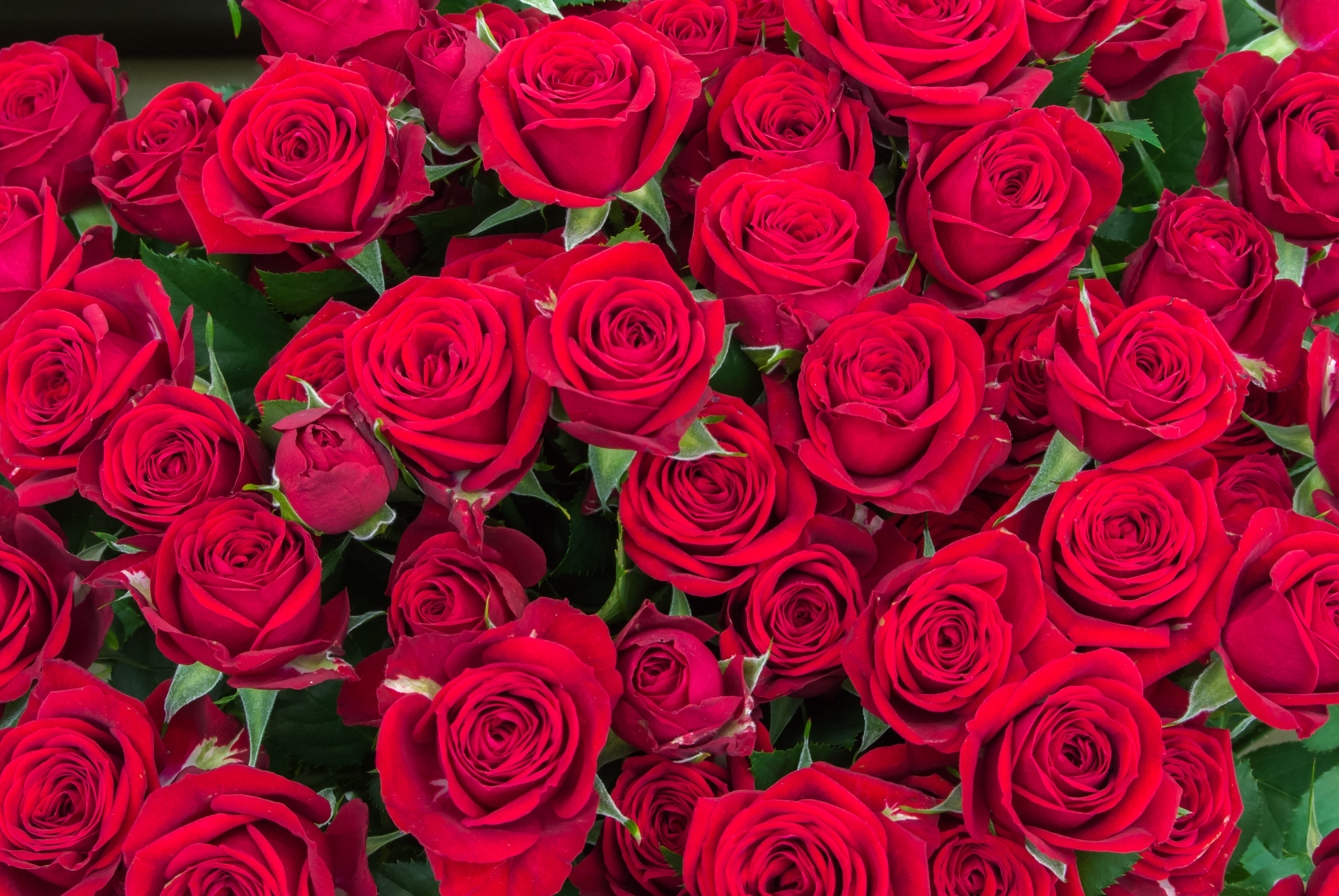 1415 роз. Красные розы. Цветы розы много. Букет алых роз. Розы красные много.