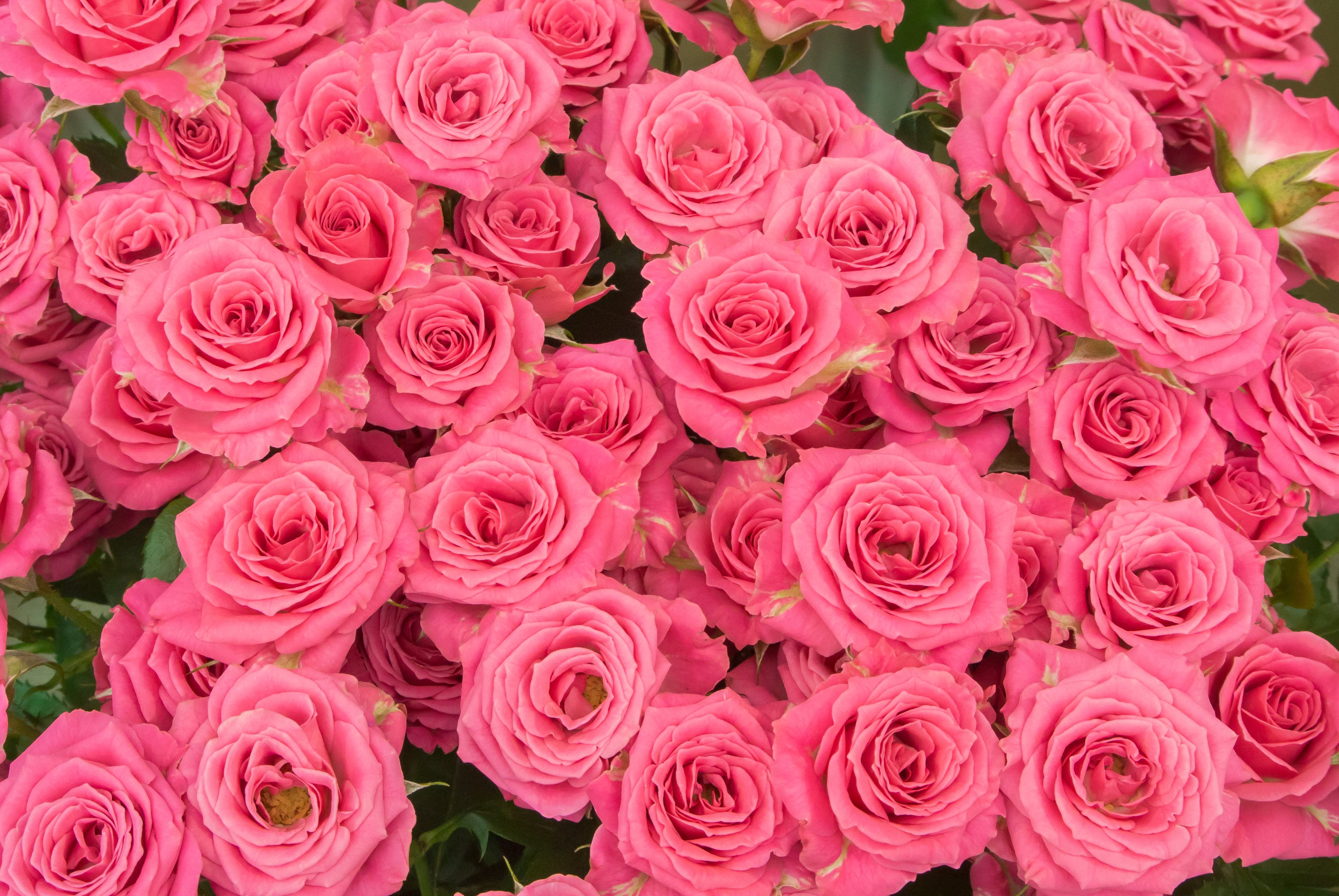 ピンクの薔薇のテクスチャ 無料の写真素材はフリー素材のぱくたそ