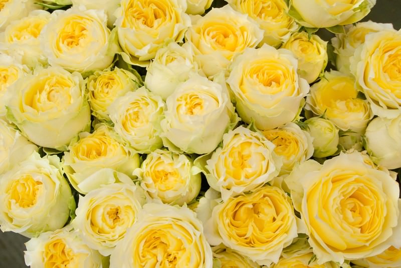 黄色のばらのテクスチャの写真素材 ぱくたそ