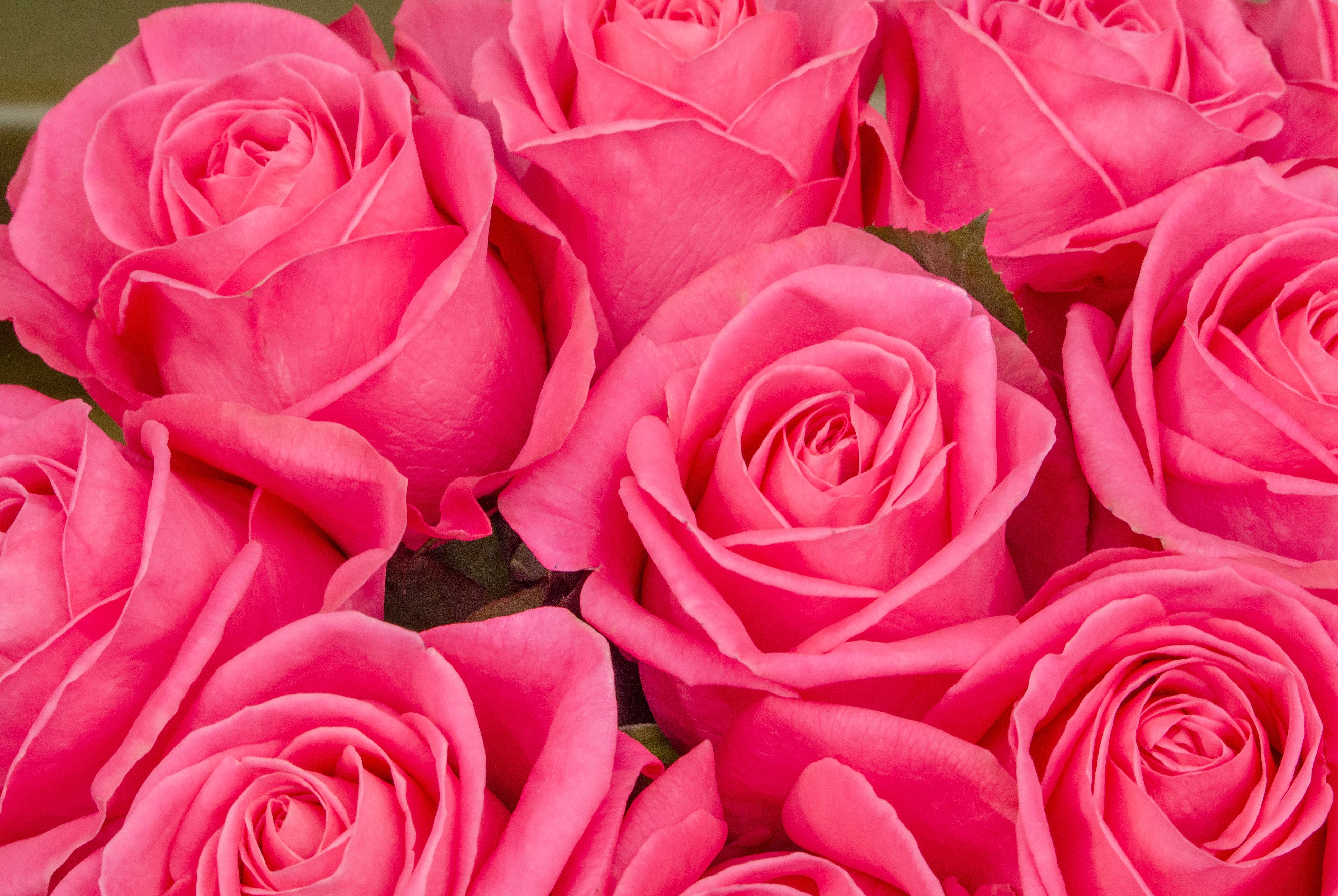ピンク色の薔薇のテクスチャの写真を無料ダウンロード フリー素材 ぱくたそ