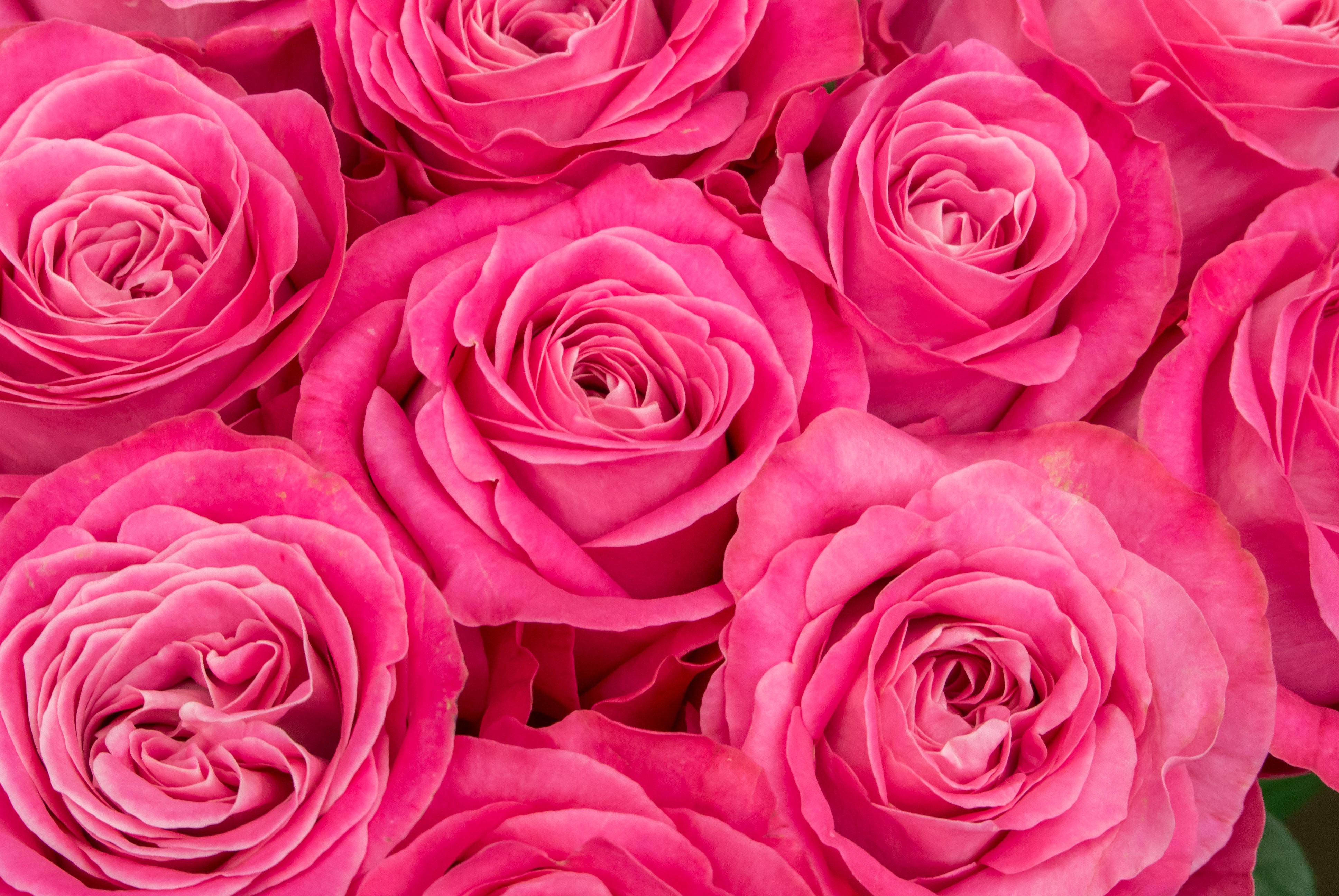 ピンク色の薔薇の花の写真 画像 フリー素材 ぱくたそ