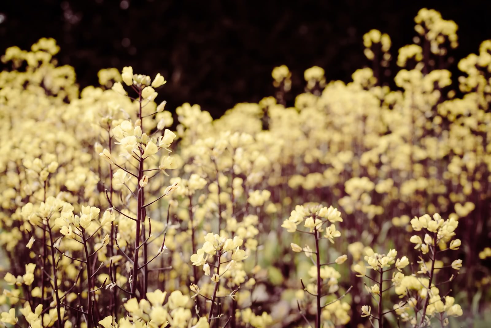 いつかの記憶にある花畑の写真を無料ダウンロード フリー素材 ぱくたそ