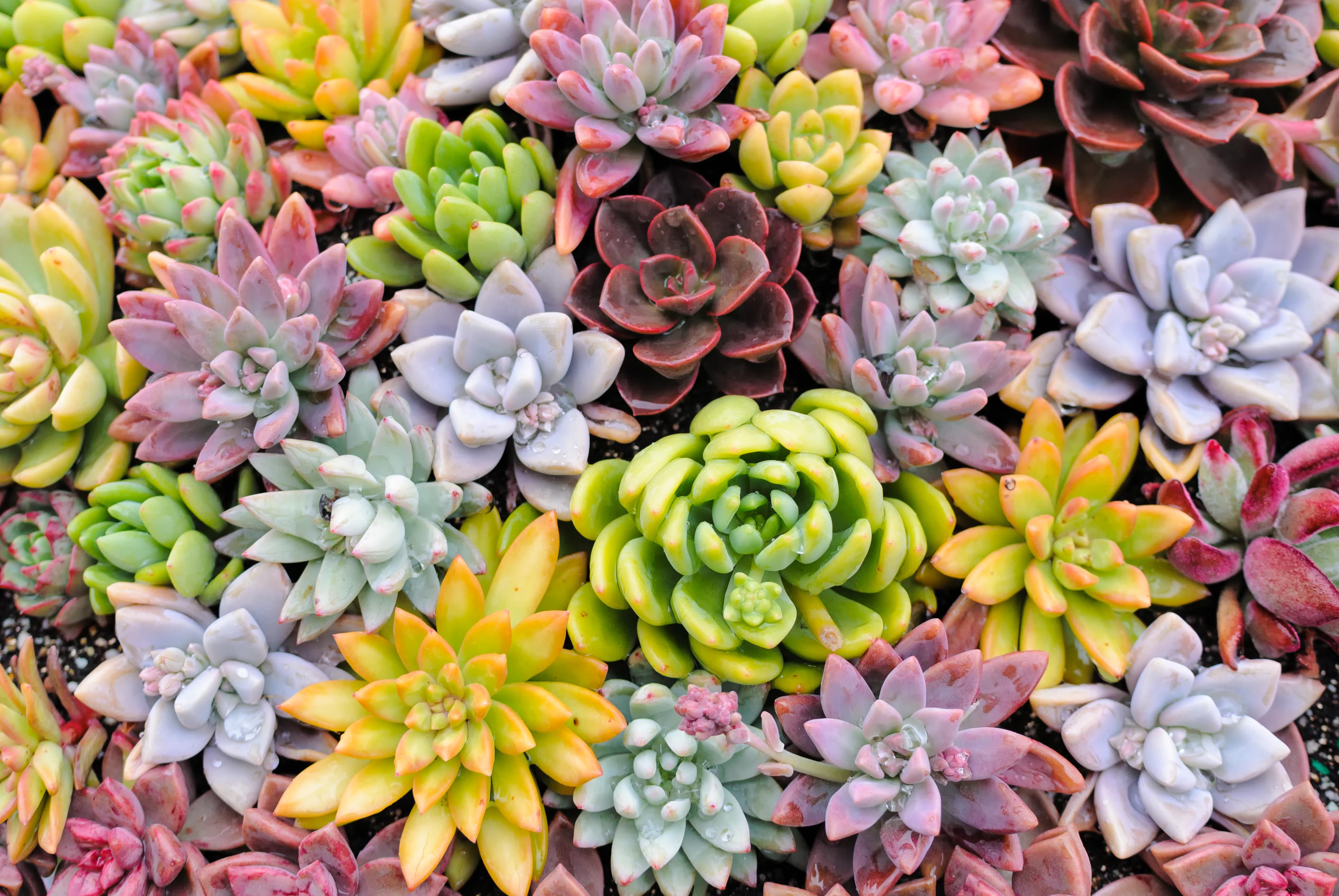 カラフルな多肉植物のテクスチャの写真を無料ダウンロード フリー素材 ぱくたそ カラフルな多肉植物のテクスチャの写真を無料ダウンロード フリー素材 ぱくたそ