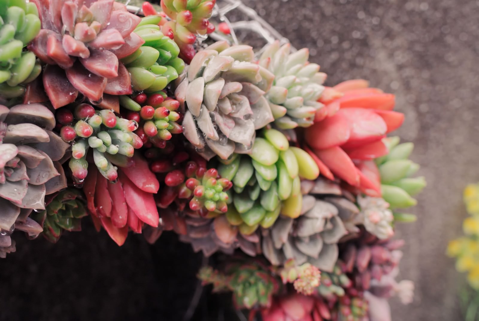 色とりどりの多肉植物で作られたリースの写真 画像 を無料ダウンロード フリー素材のぱくたそ