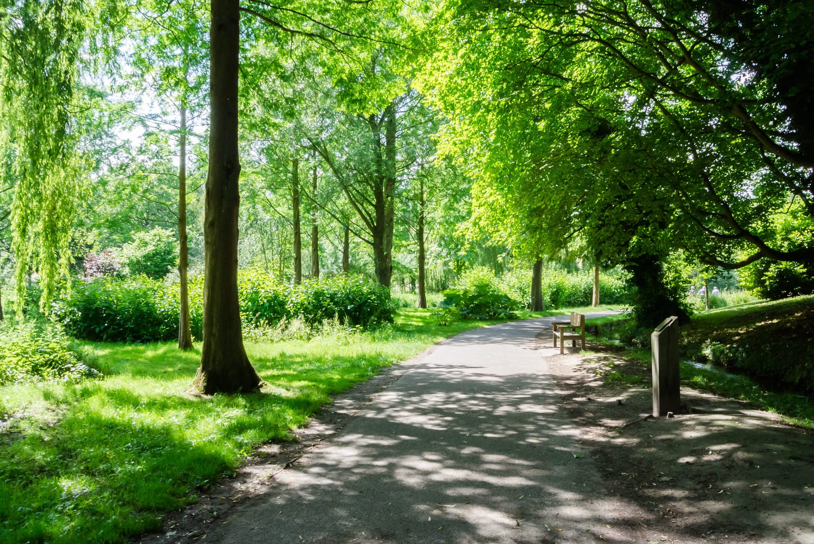 「大きな木々の茂る公園」の写真