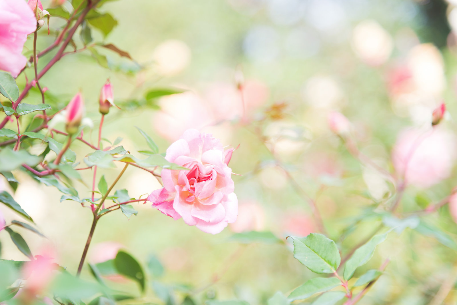 「幻想的に咲く桃色のバラ」の写真