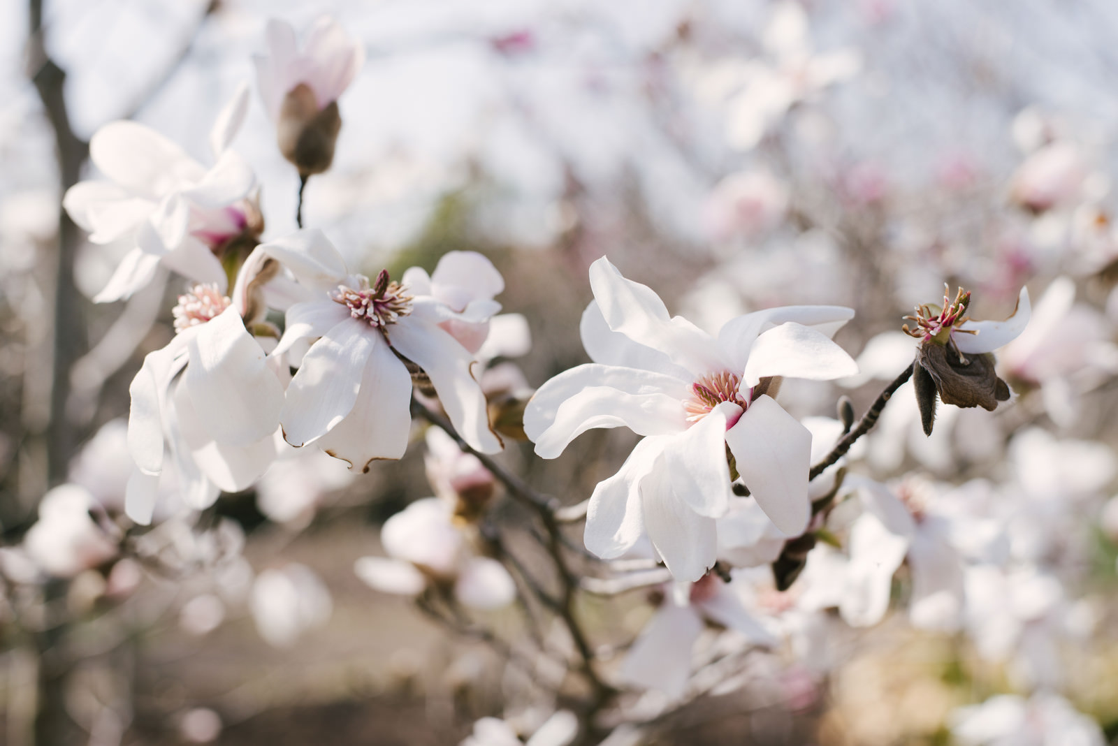 マグノリアの花の写真素材 ぱくたそ