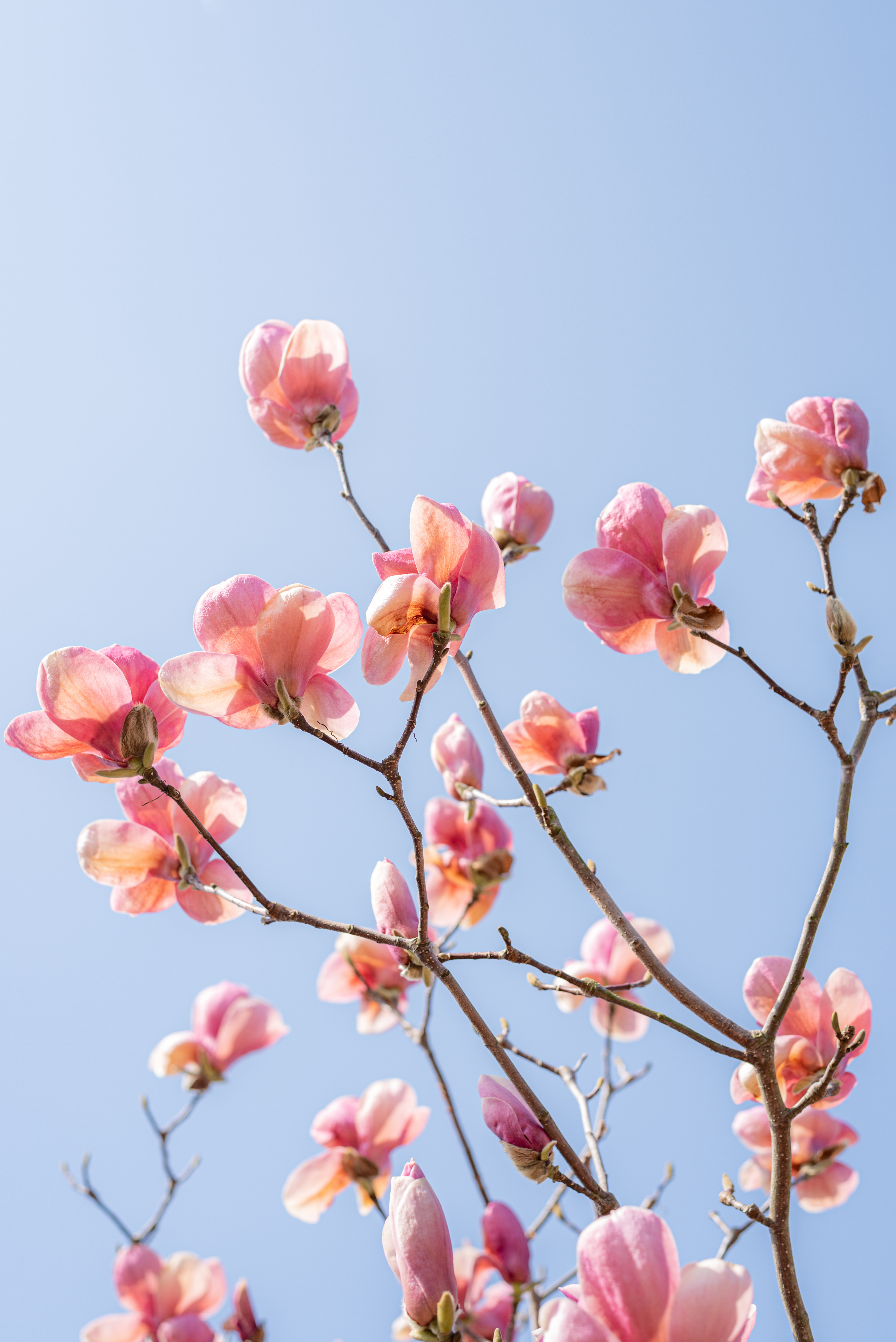 青空に向かって花を広げるマグノリアの写真素材 ぱくたそ