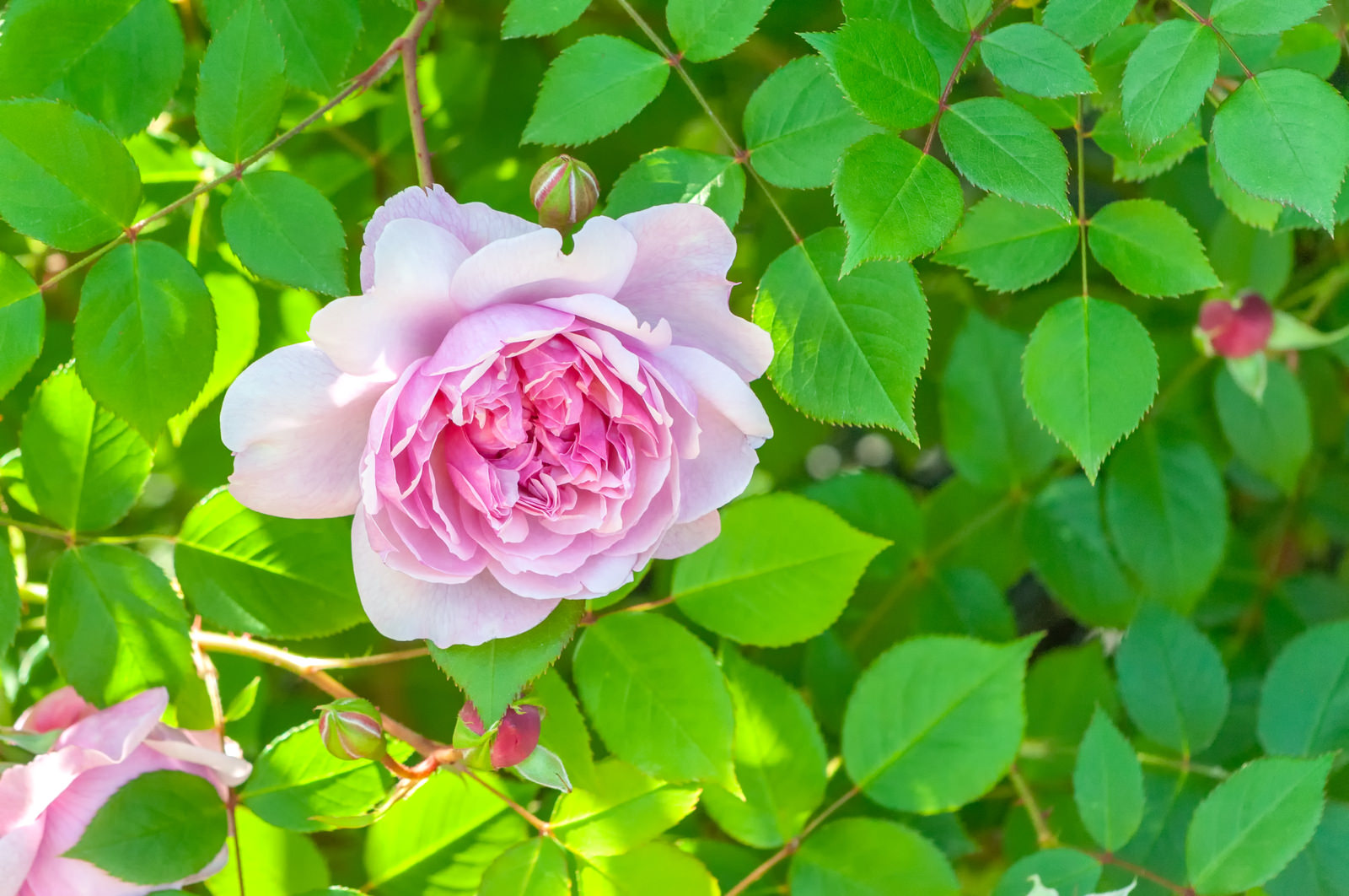 「日陰に咲くピンクの薔薇 | フリー素材のぱくたそ」の写真
