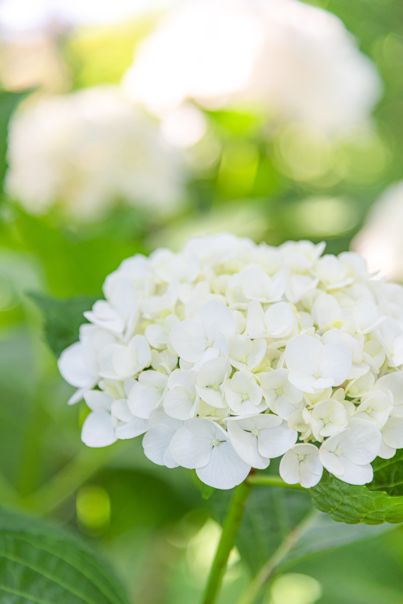 「大玉の白い紫陽花」の写真