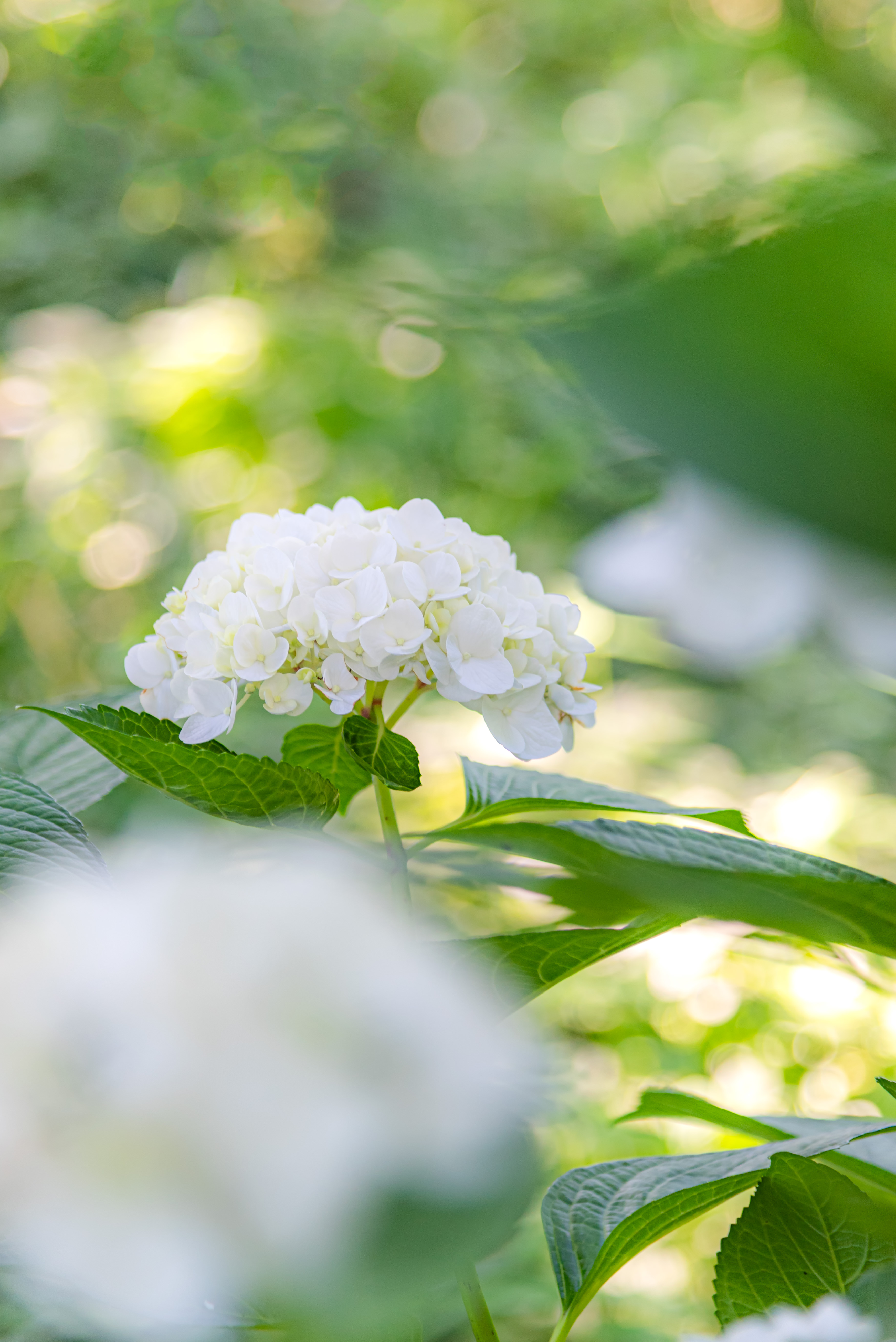 木陰の白い紫陽花の写真素材 ぱくたそ