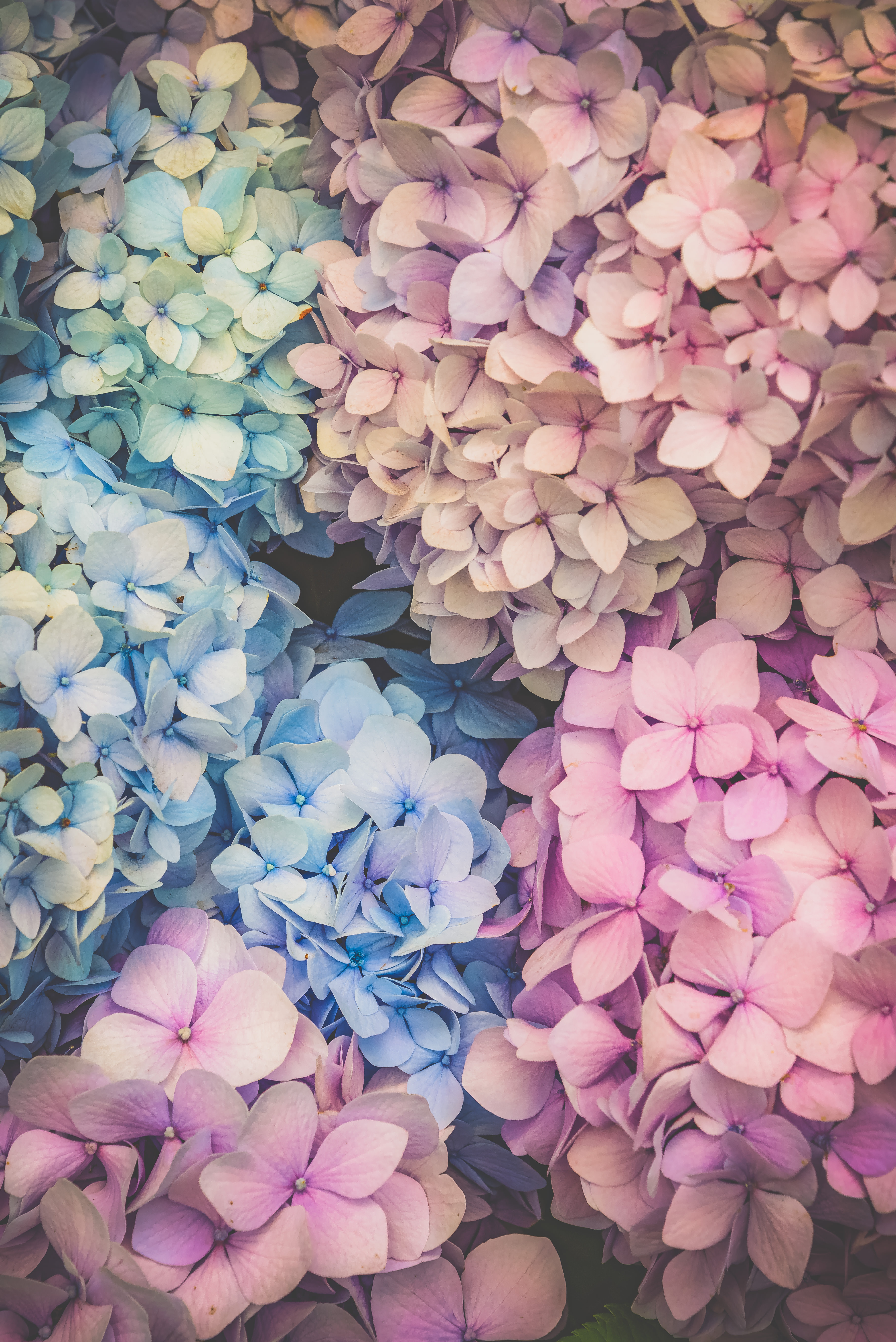 満開の紫陽花爛漫の写真素材 ぱくたそ