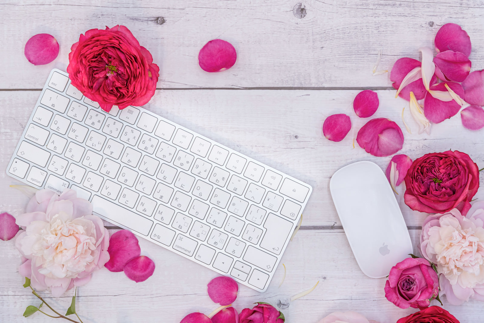 「薔薇の花弁とキーボード」の写真