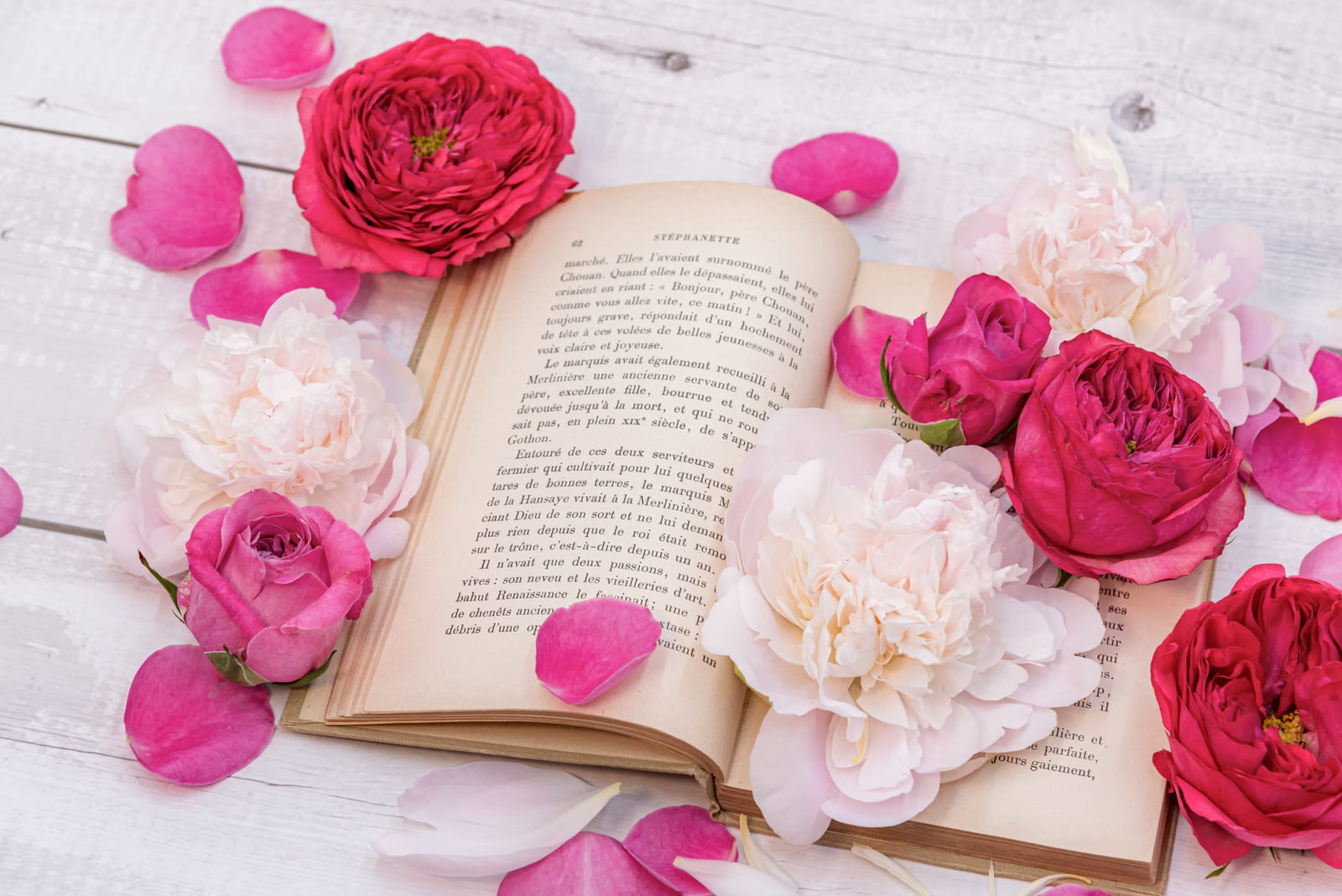 薔薇と花びら積もる読みかけの古書の写真素材 ぱくたそ