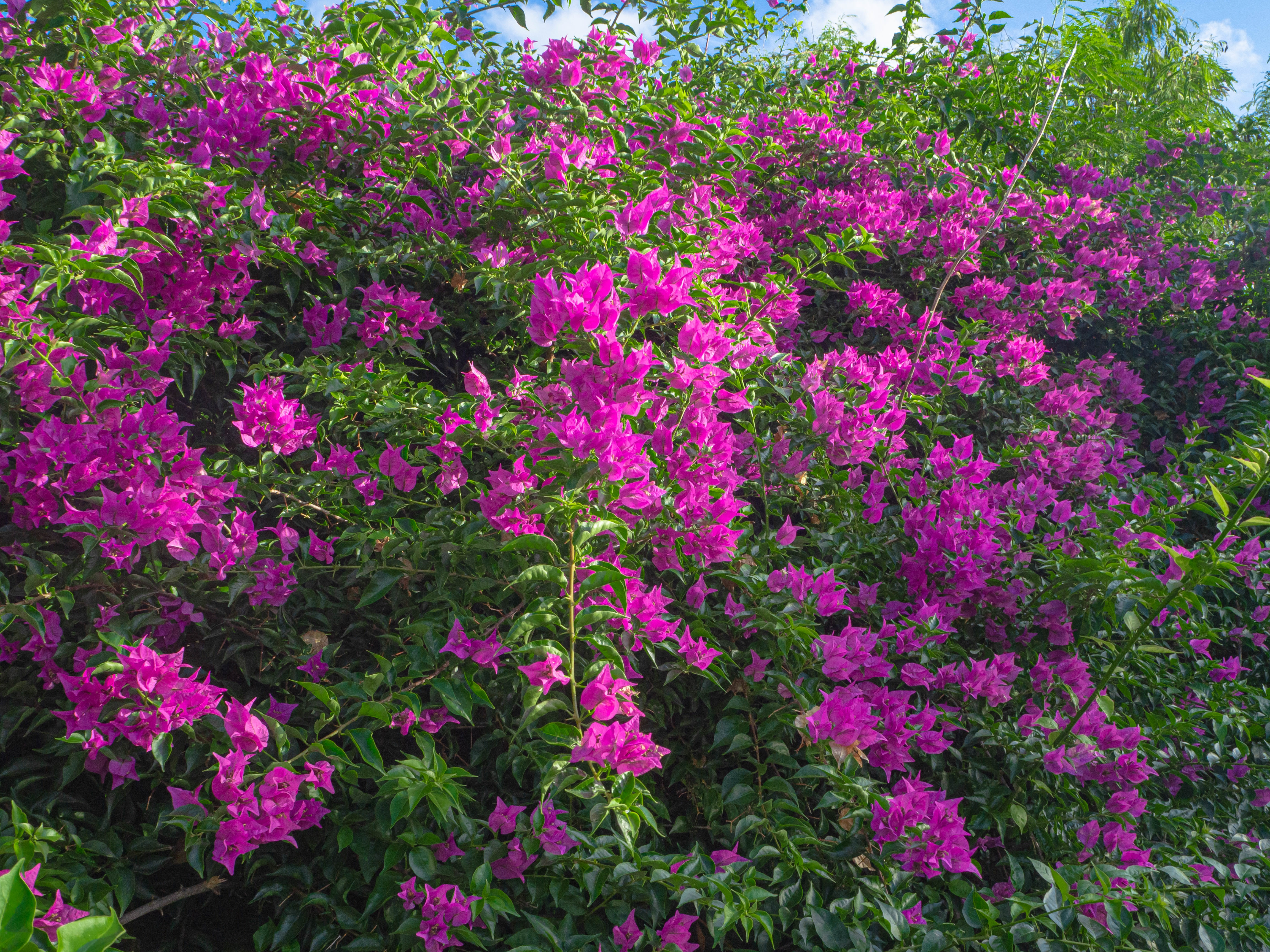 鎮魂の丘を彩るブーゲンビリアの写真素材 ぱくたそ