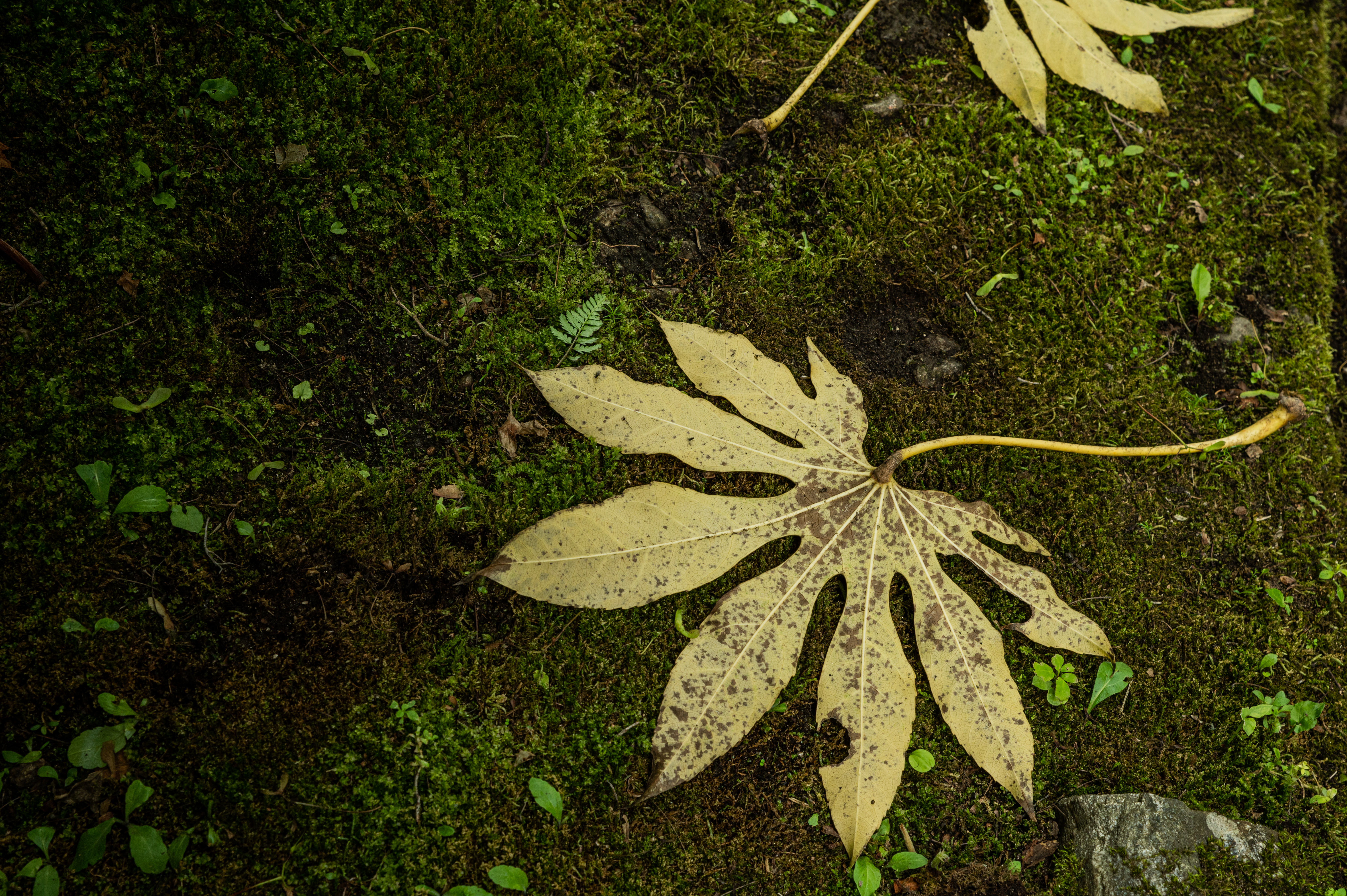 苔生した地面に落ちた葉っぱの写真素材 ぱくたそ